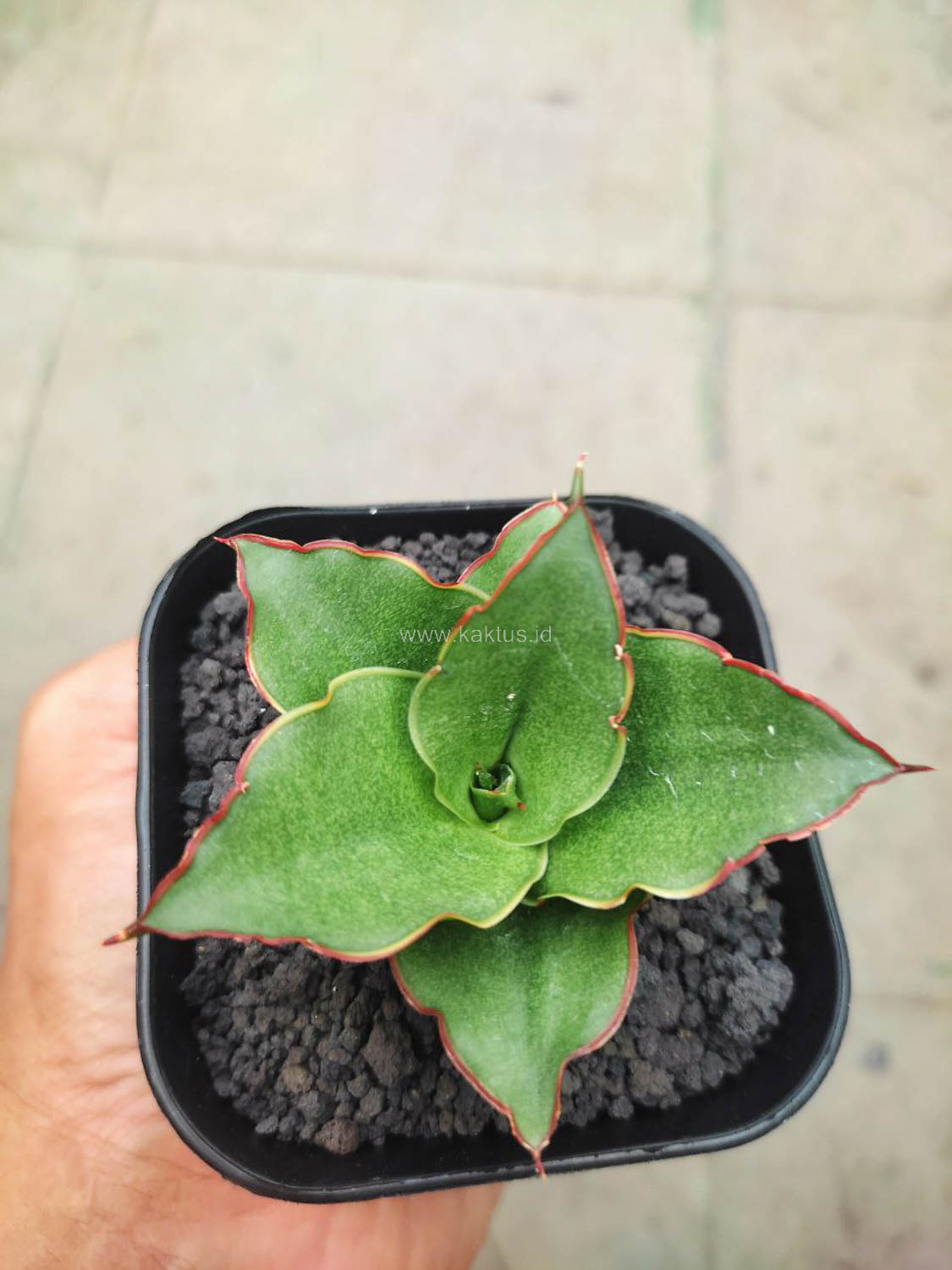1144. Sansevieria Gea - Image 5
