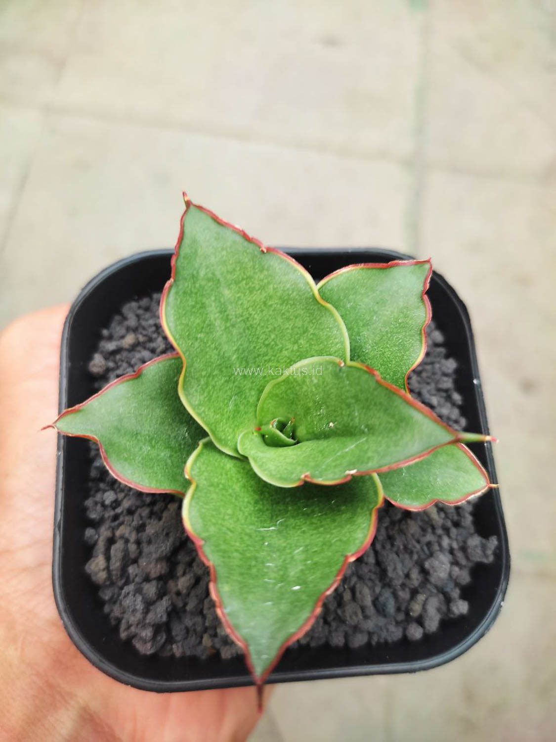 1144. Sansevieria Gea - Image 3