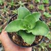 1145. Sansevieria Wine Rose
