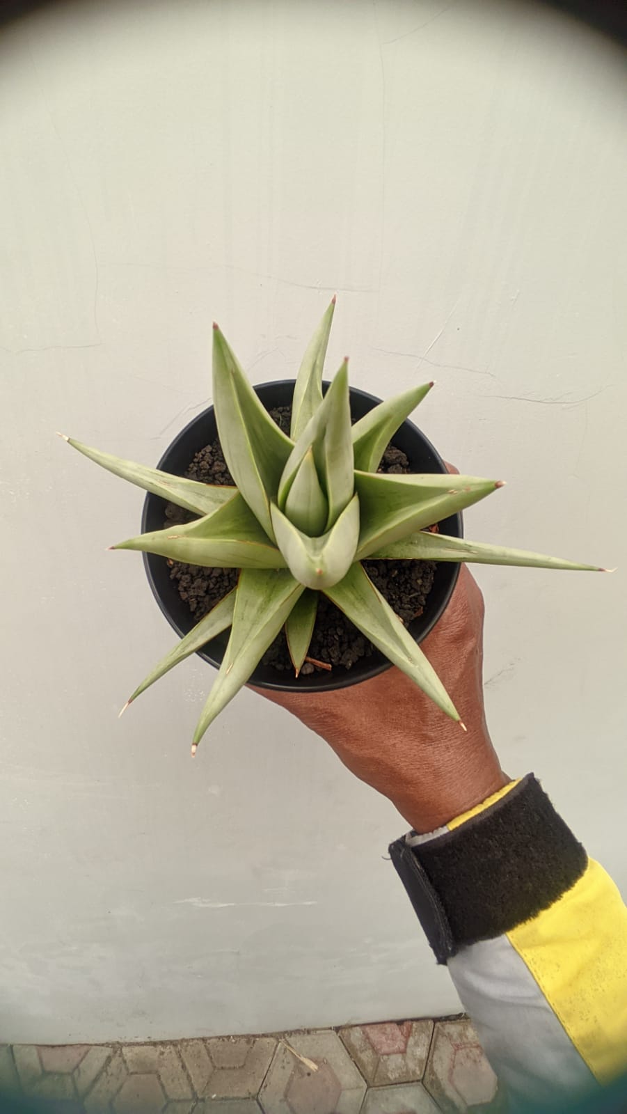 1146. Sansevieria Chanin Thourut - Image 7