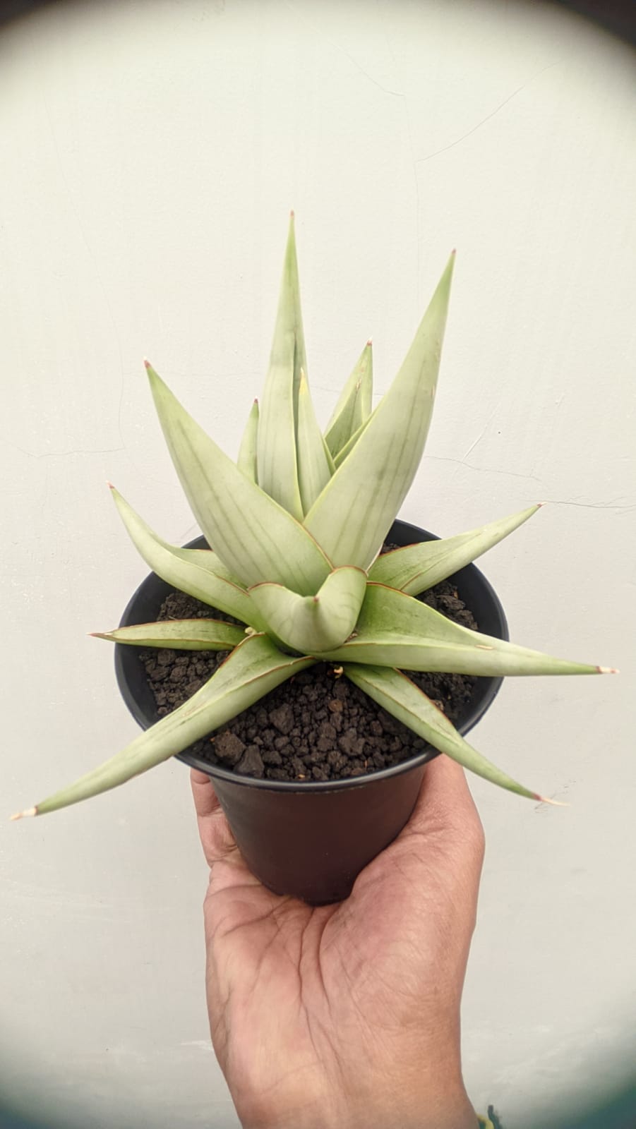 1146. Sansevieria Chanin Thourut - Image 5