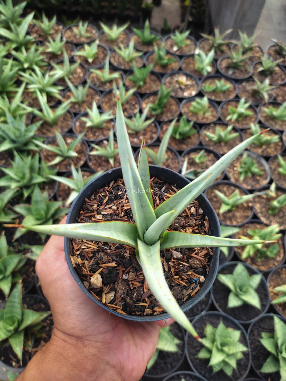 1146. Sansevieria Chanin Thourut - Image 2
