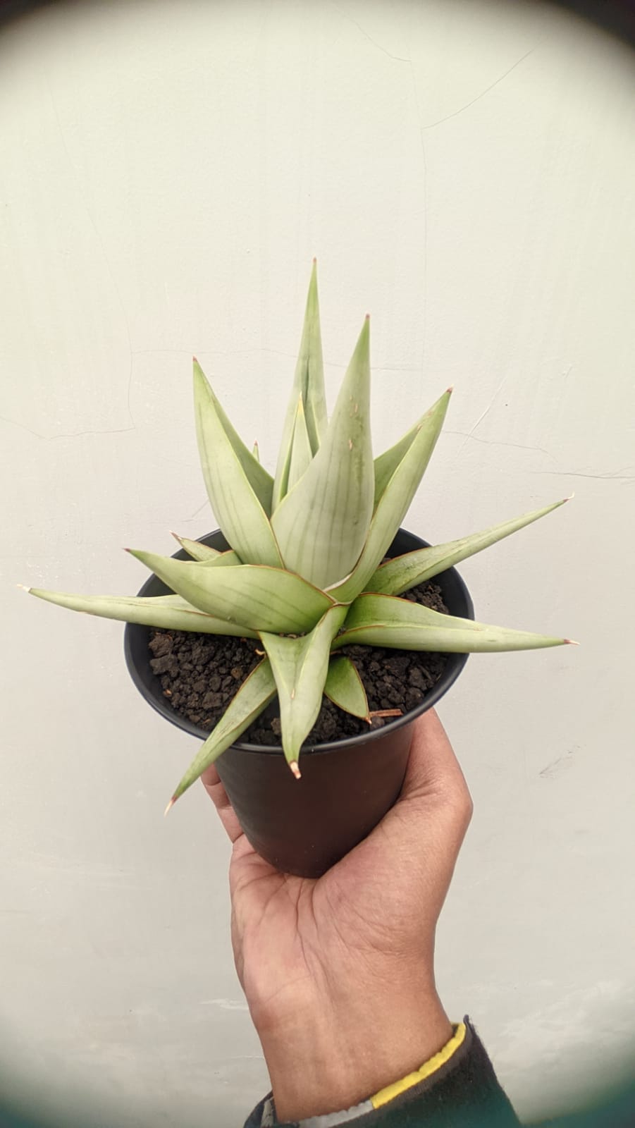 1146. Sansevieria Chanin Thourut - Image 3