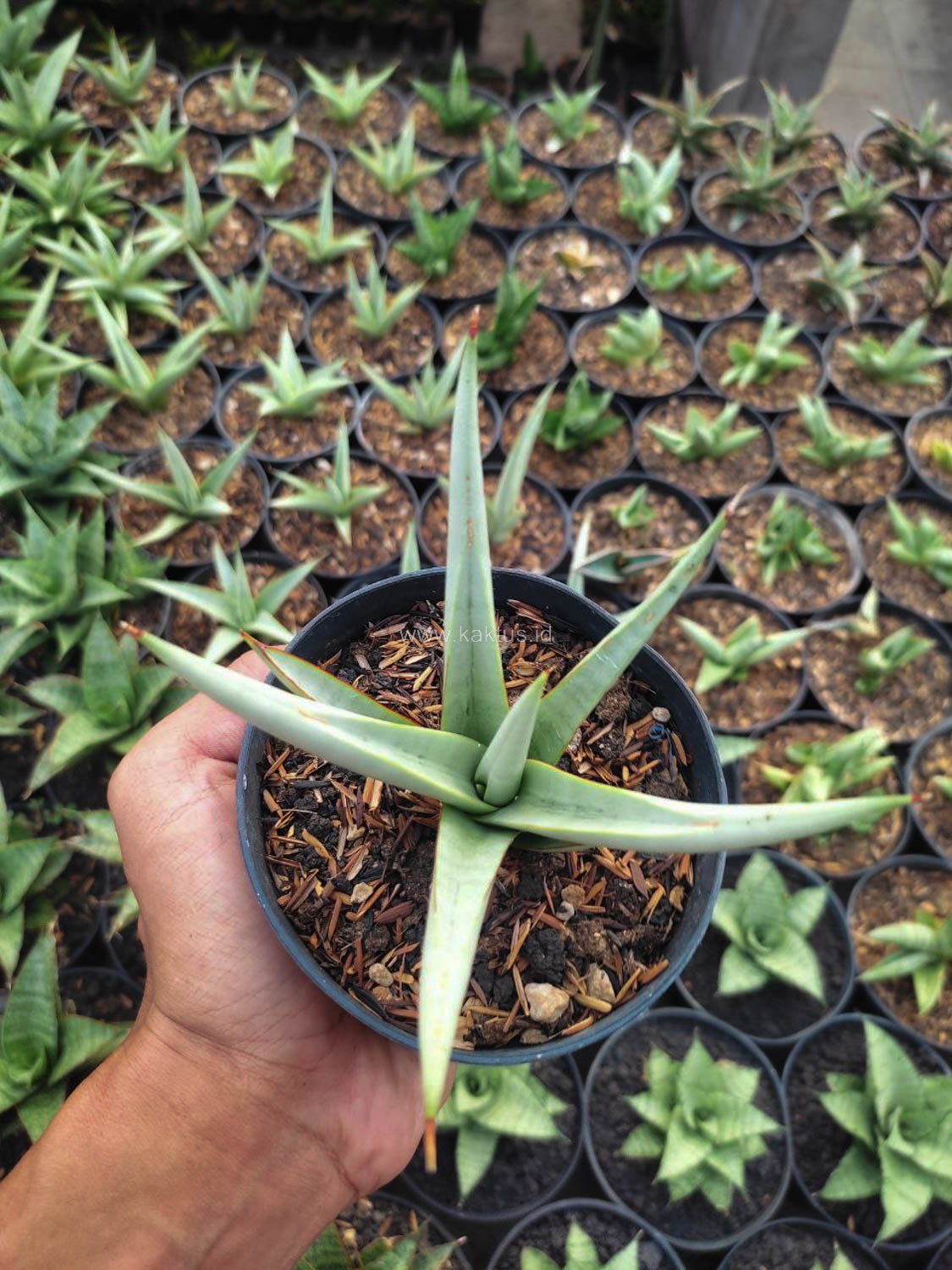1146. Sansevieria Chanin Thourut - Image 4