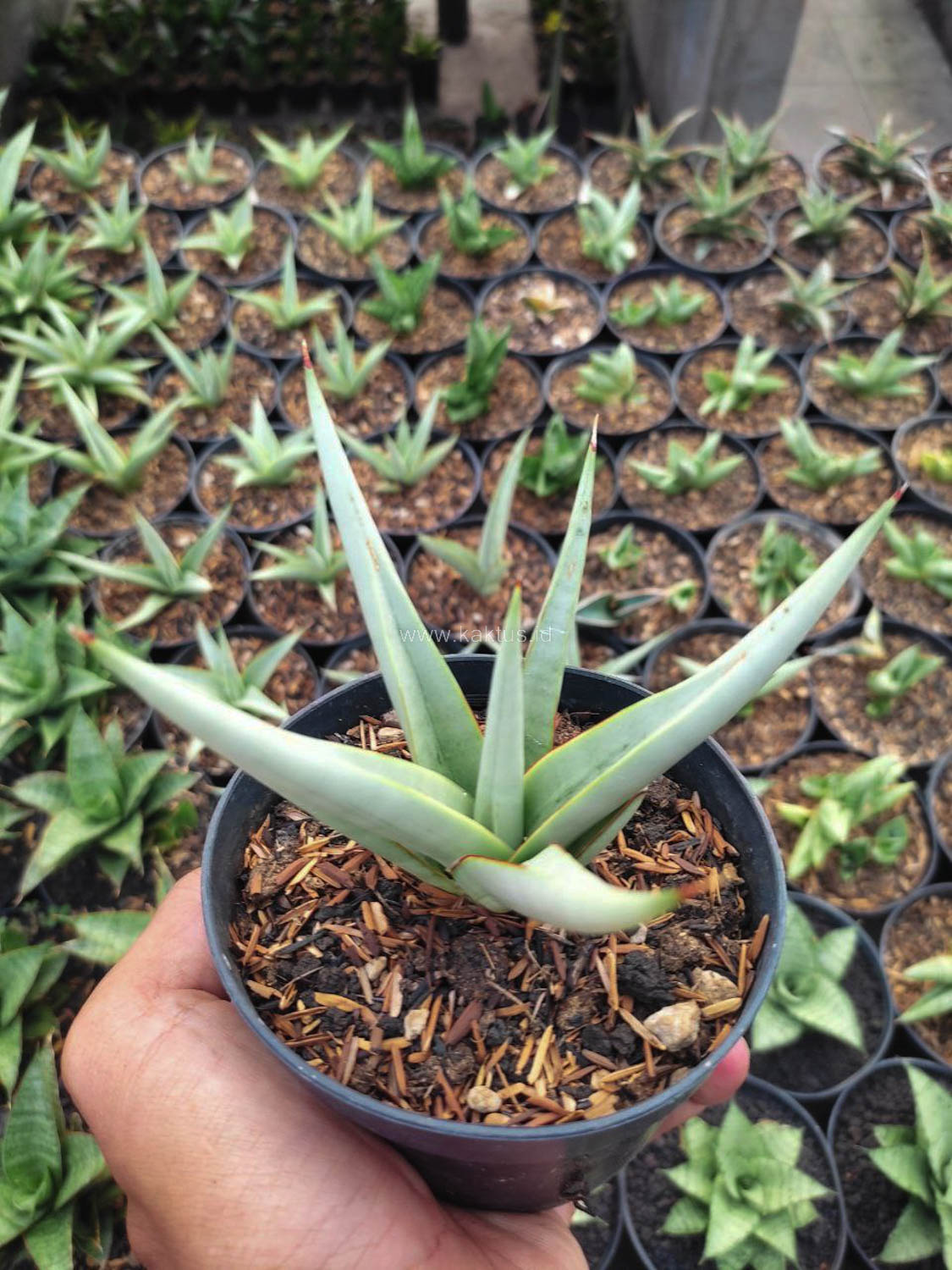 1146. Sansevieria Chanin Thourut - Image 6