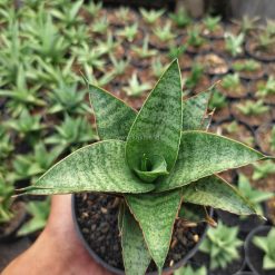 Alternative view of 1147. Sansevieria Hybrid Teletubbies