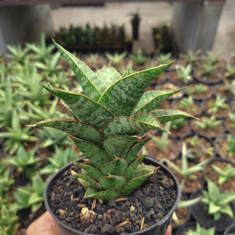 1147. Sansevieria Hybrid Teletubbies