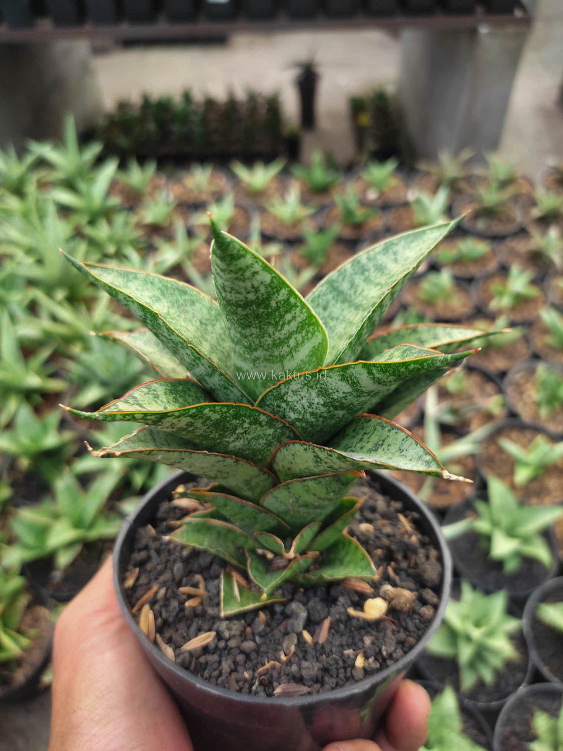 1147. Sansevieria Hybrid Teletubbies - Image 3