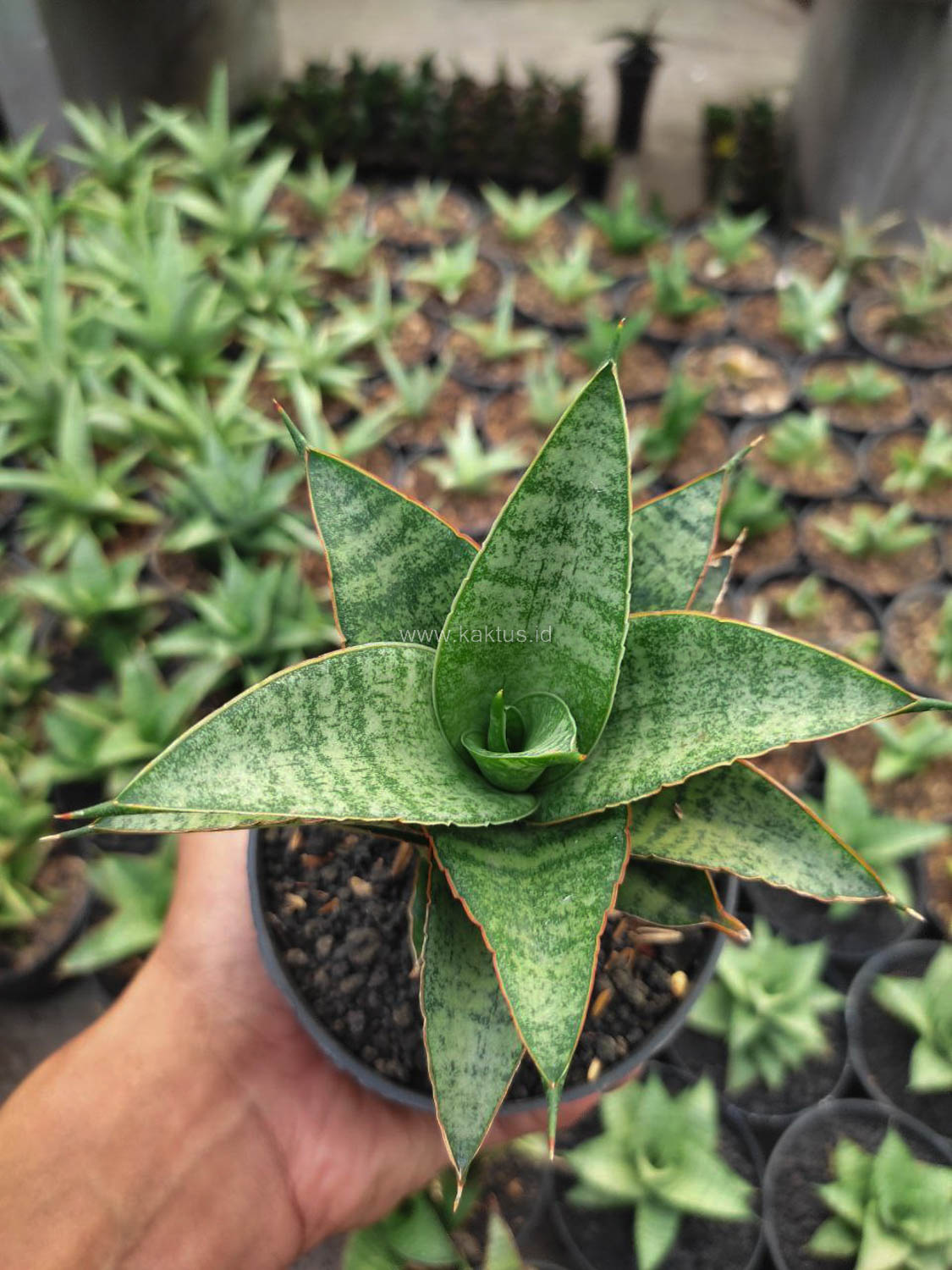 1147. Sansevieria Hybrid Teletubbies - Image 2