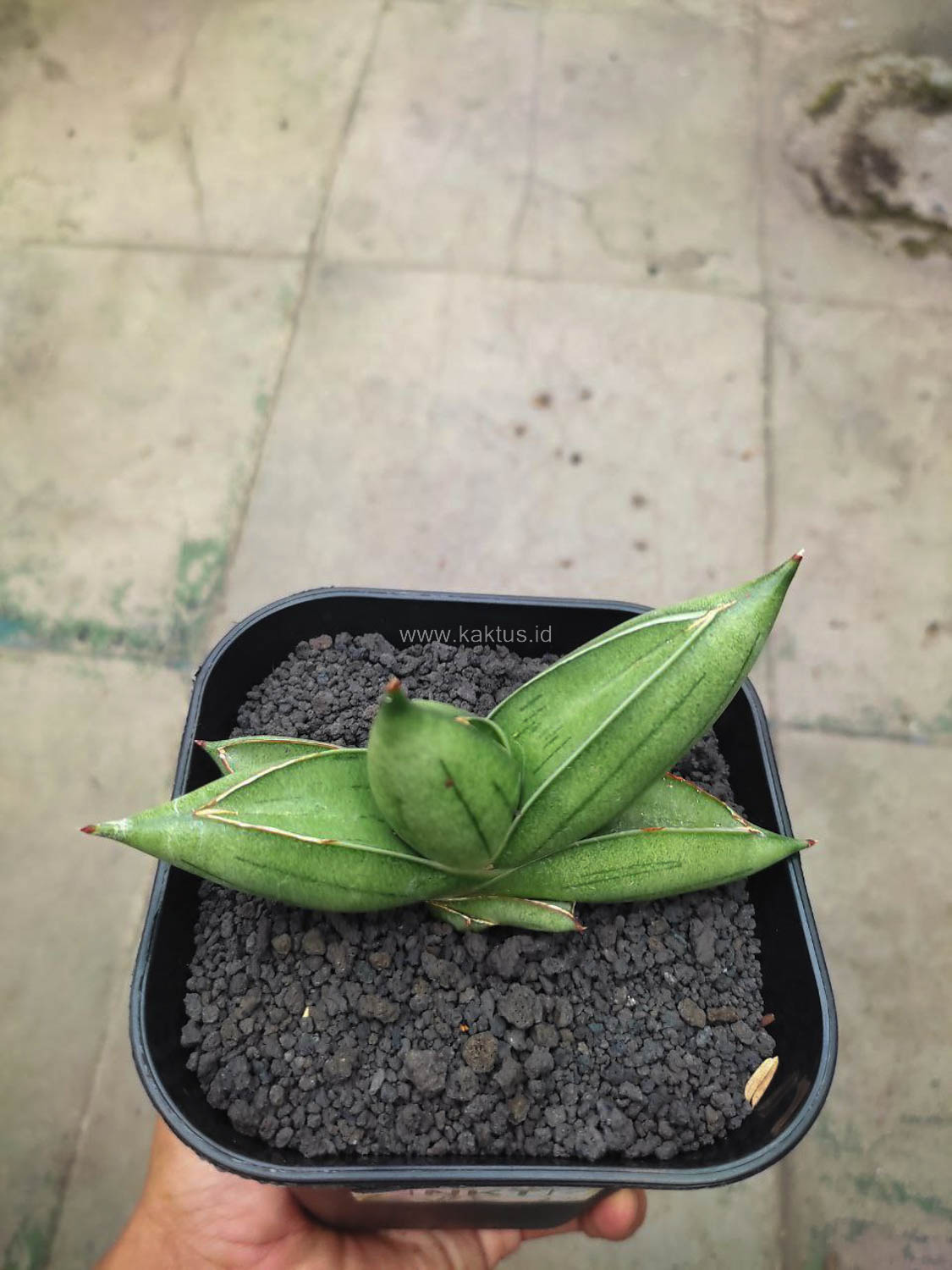 1148. Sansevieria Hybrid Dwarf x Boncel - Image 3