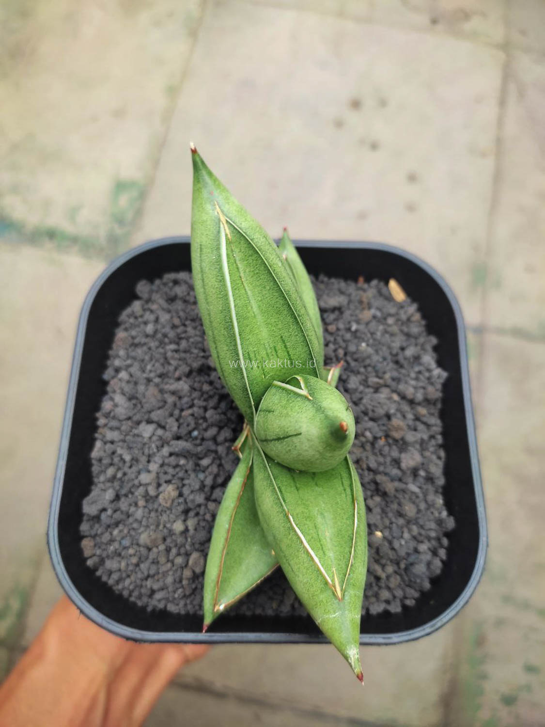 1148. Sansevieria Hybrid Dwarf x Boncel - Image 4