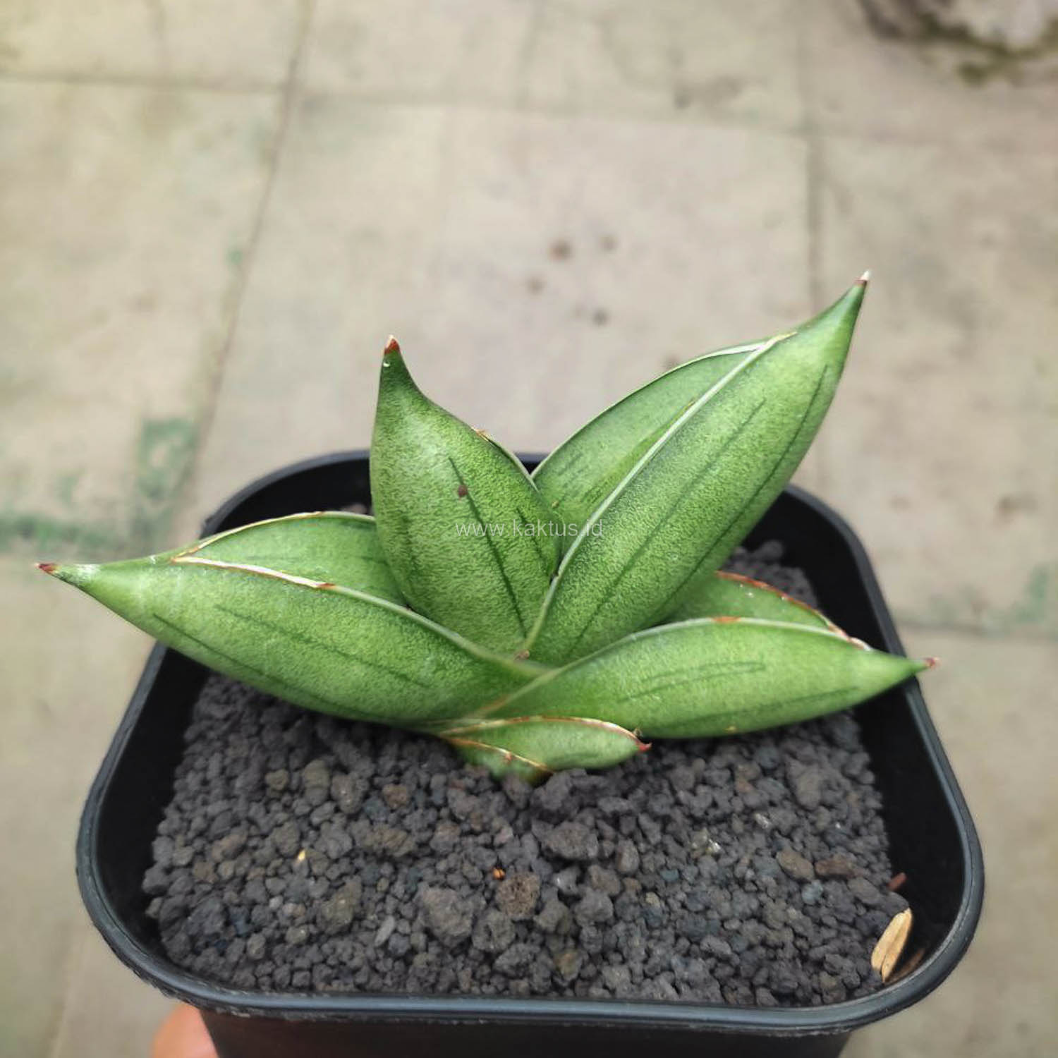 1148. Sansevieria Hybrid Dwarf x Boncel - Image 5