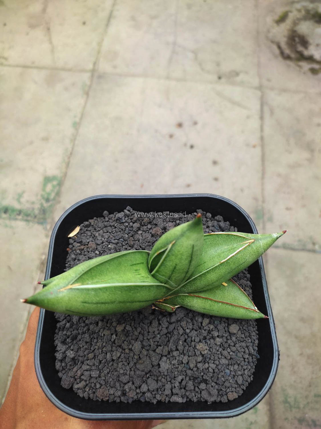 1148. Sansevieria Hybrid Dwarf x Boncel - Image 6