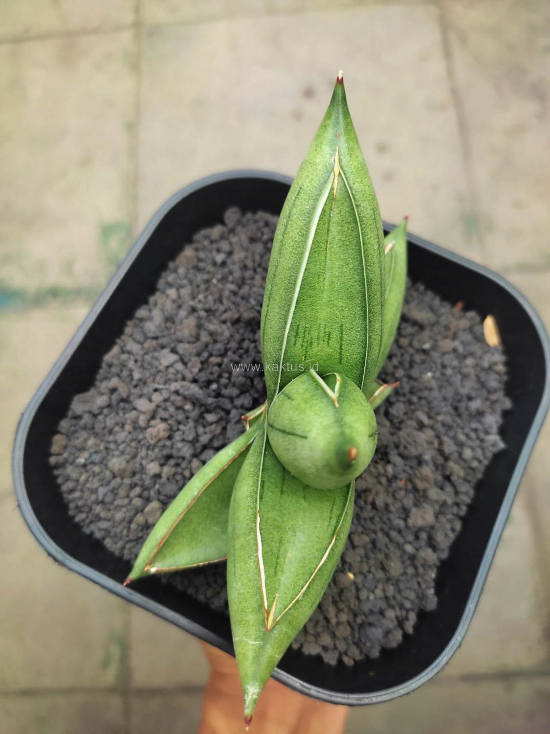 1148. Sansevieria Hybrid Dwarf x Boncel - Image 2