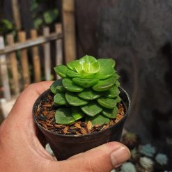 Alternative view of 115. Sedeveria Letizia