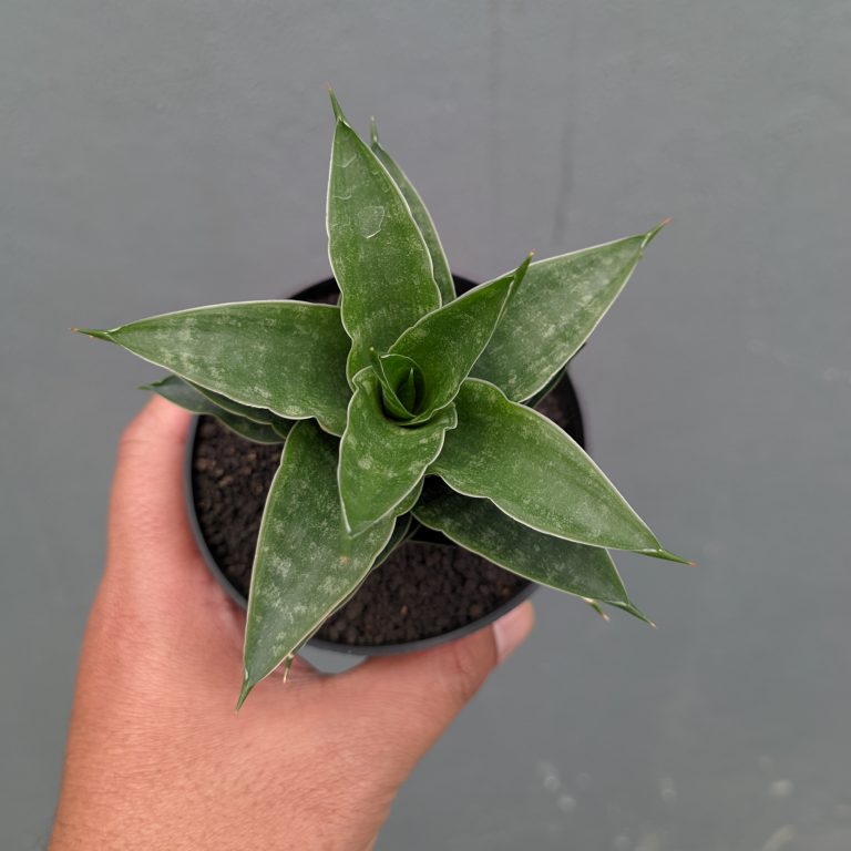 1151. Sansevieria Arabasta
