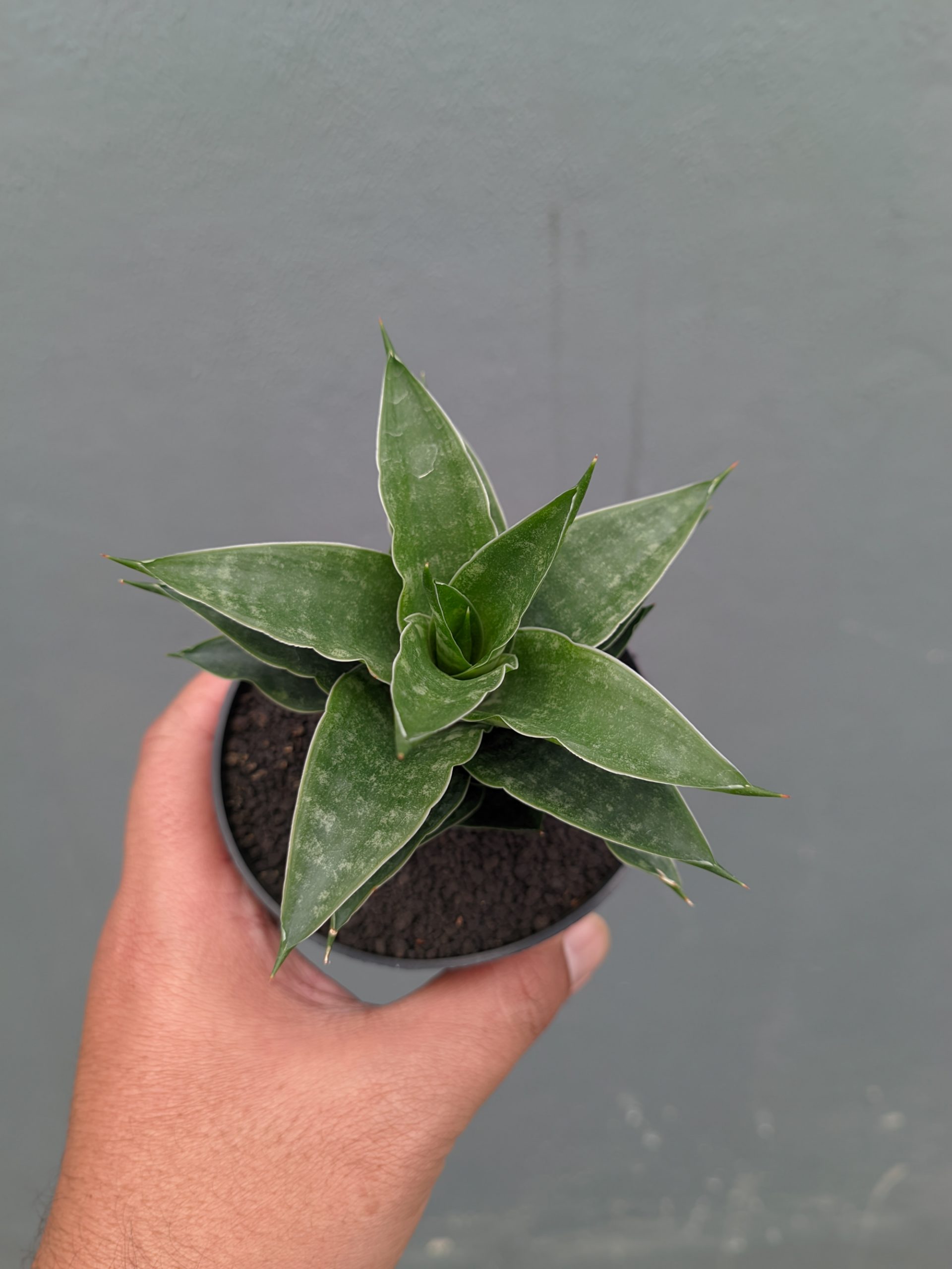 1151. Sansevieria Arabasta - Image 3