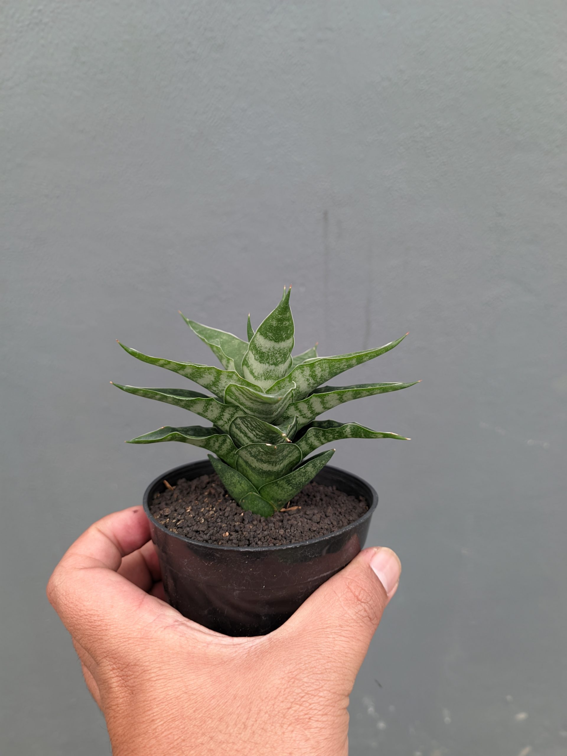 1151. Sansevieria Arabasta - Image 14