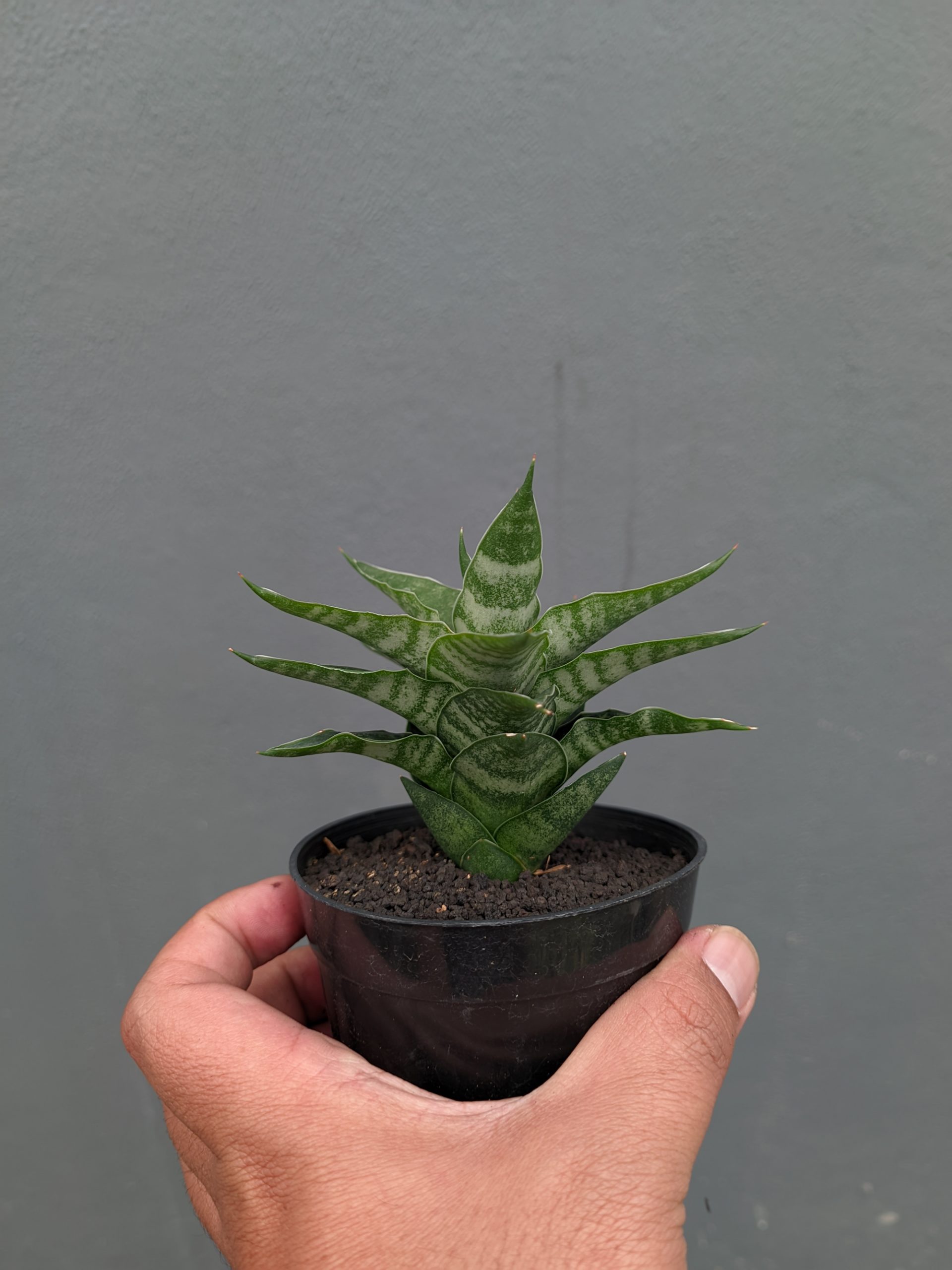 1151. Sansevieria Arabasta - Image 15