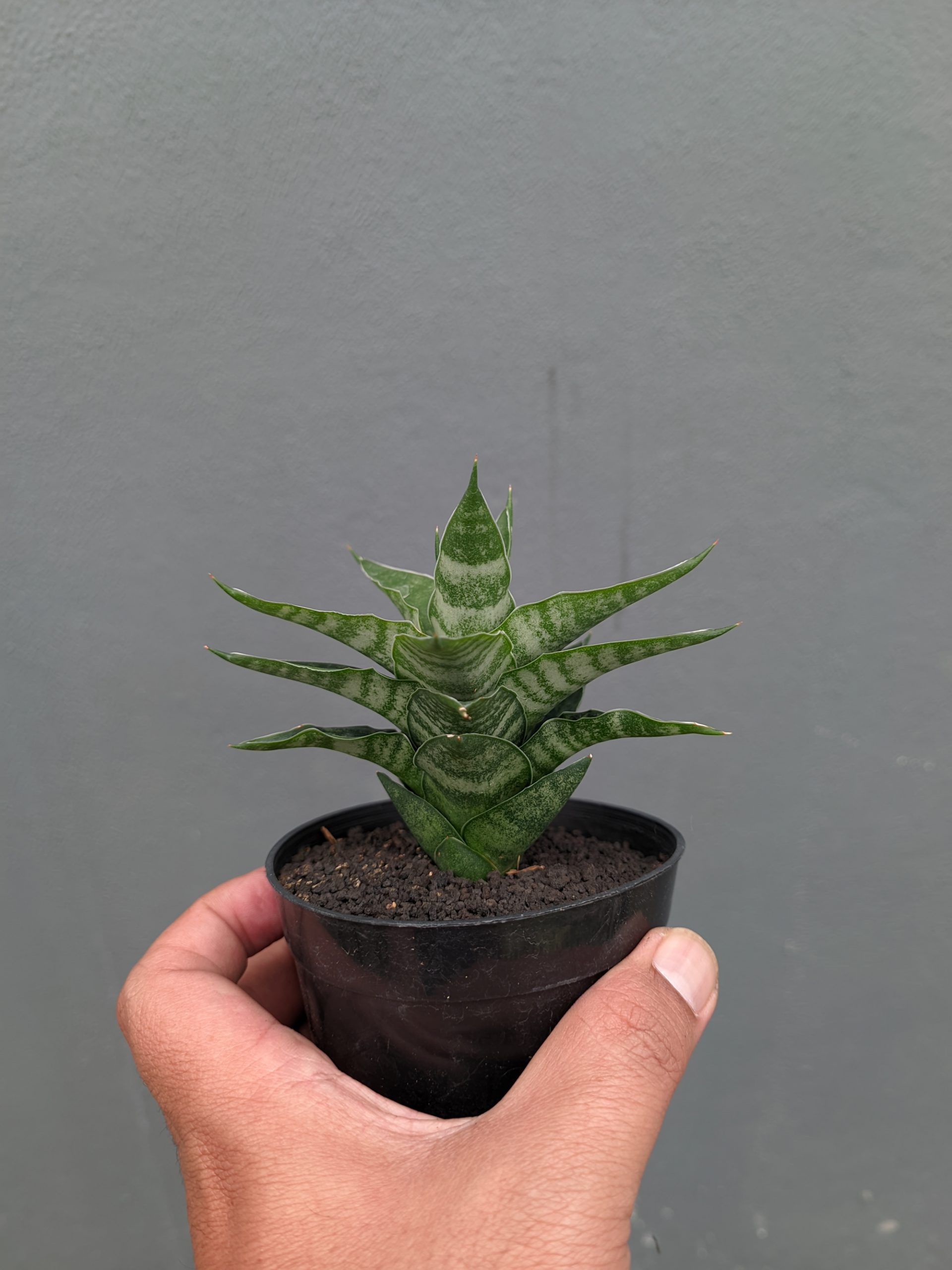 1151. Sansevieria Arabasta - Image 12