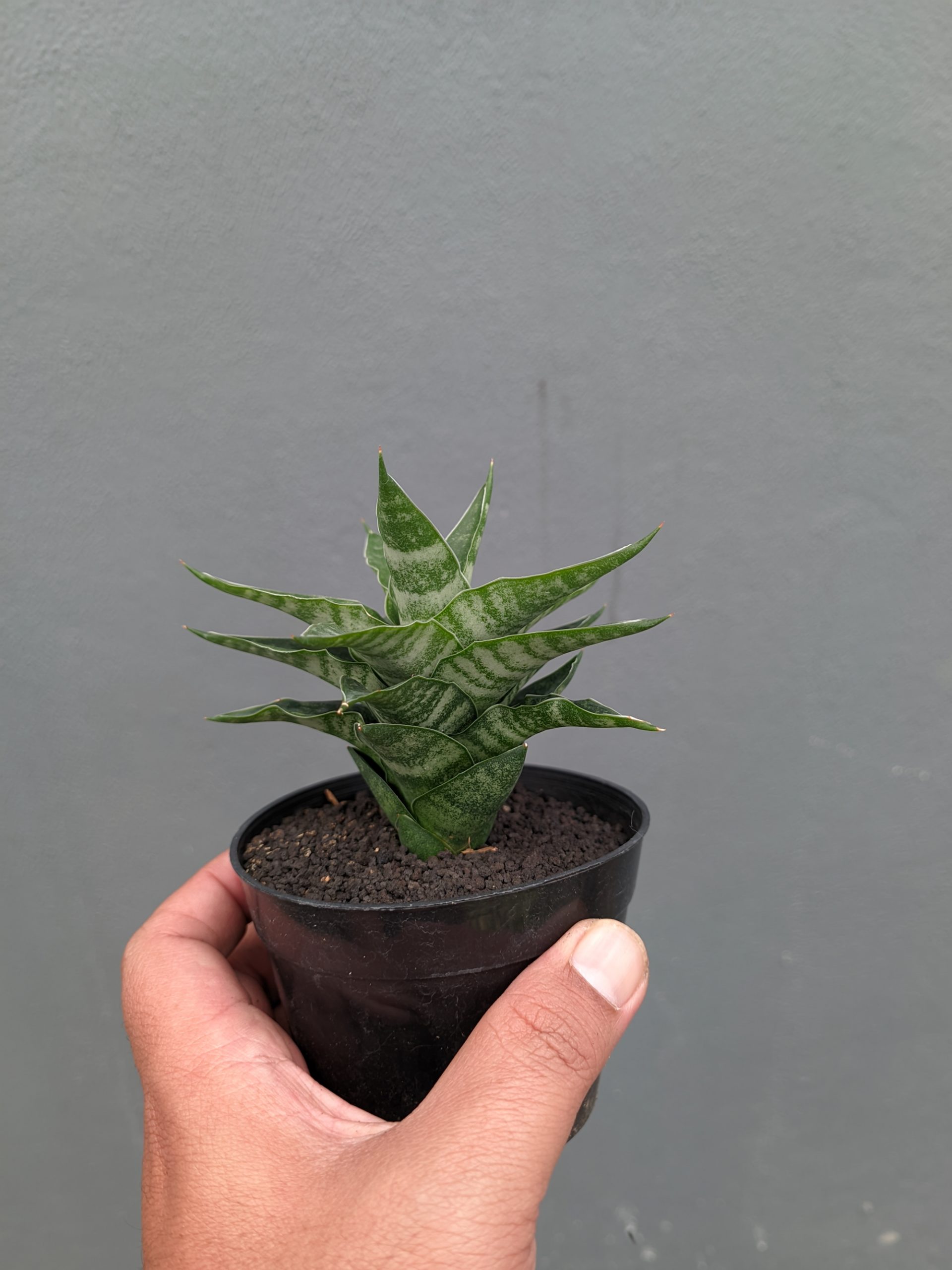 1151. Sansevieria Arabasta - Image 16