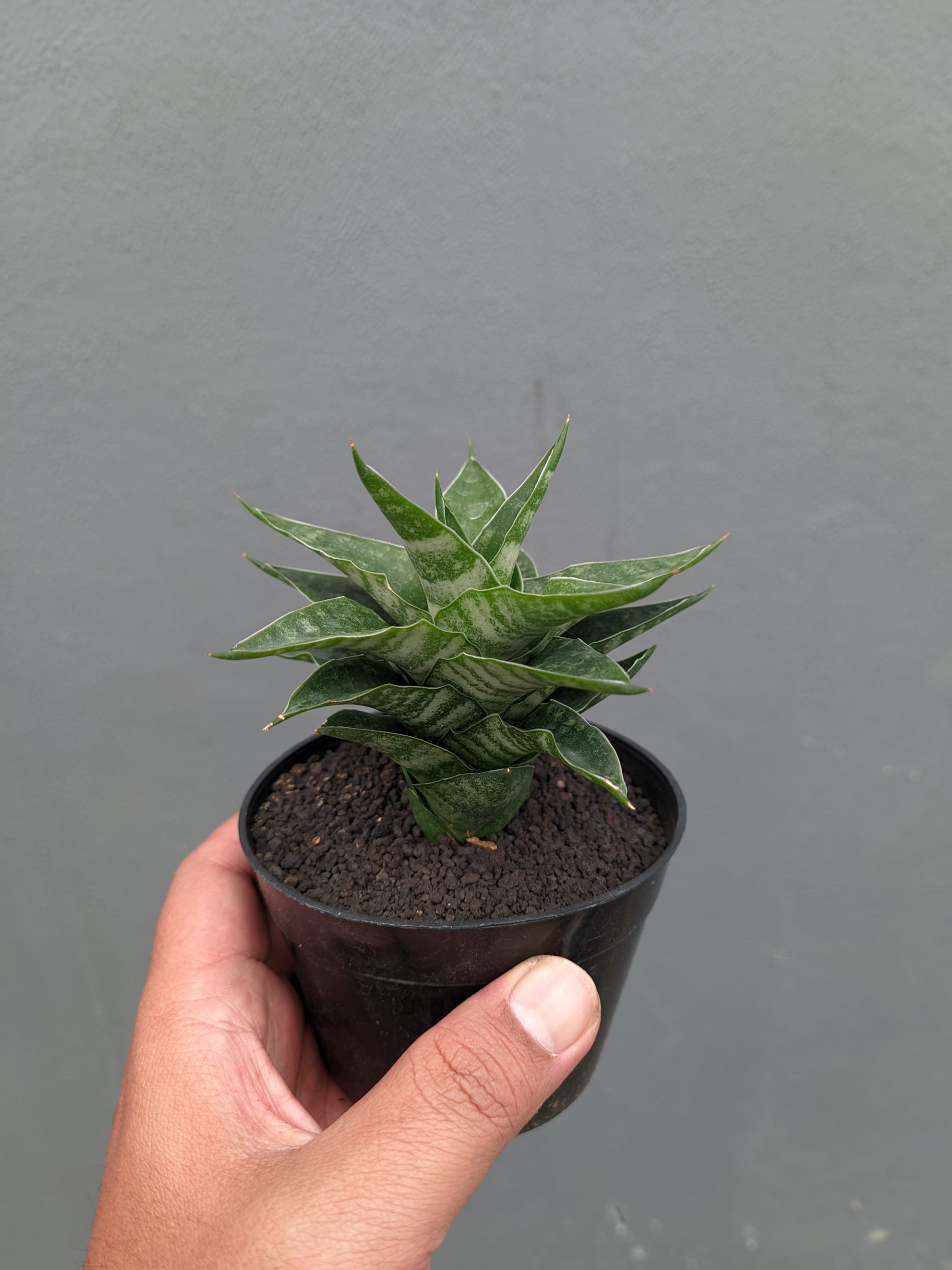 1151. Sansevieria Arabasta - Image 13