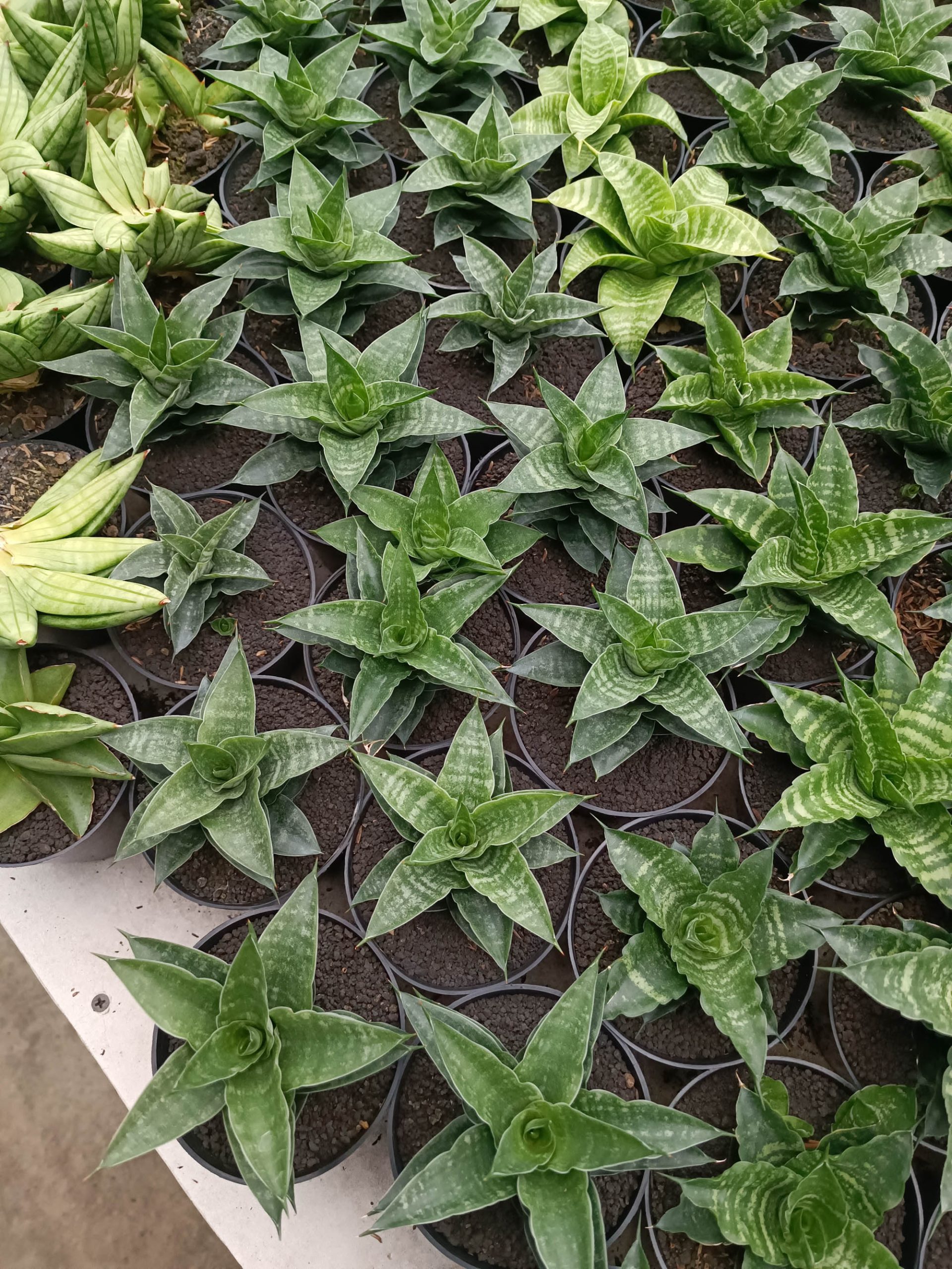 1151. Sansevieria Arabasta - Image 2