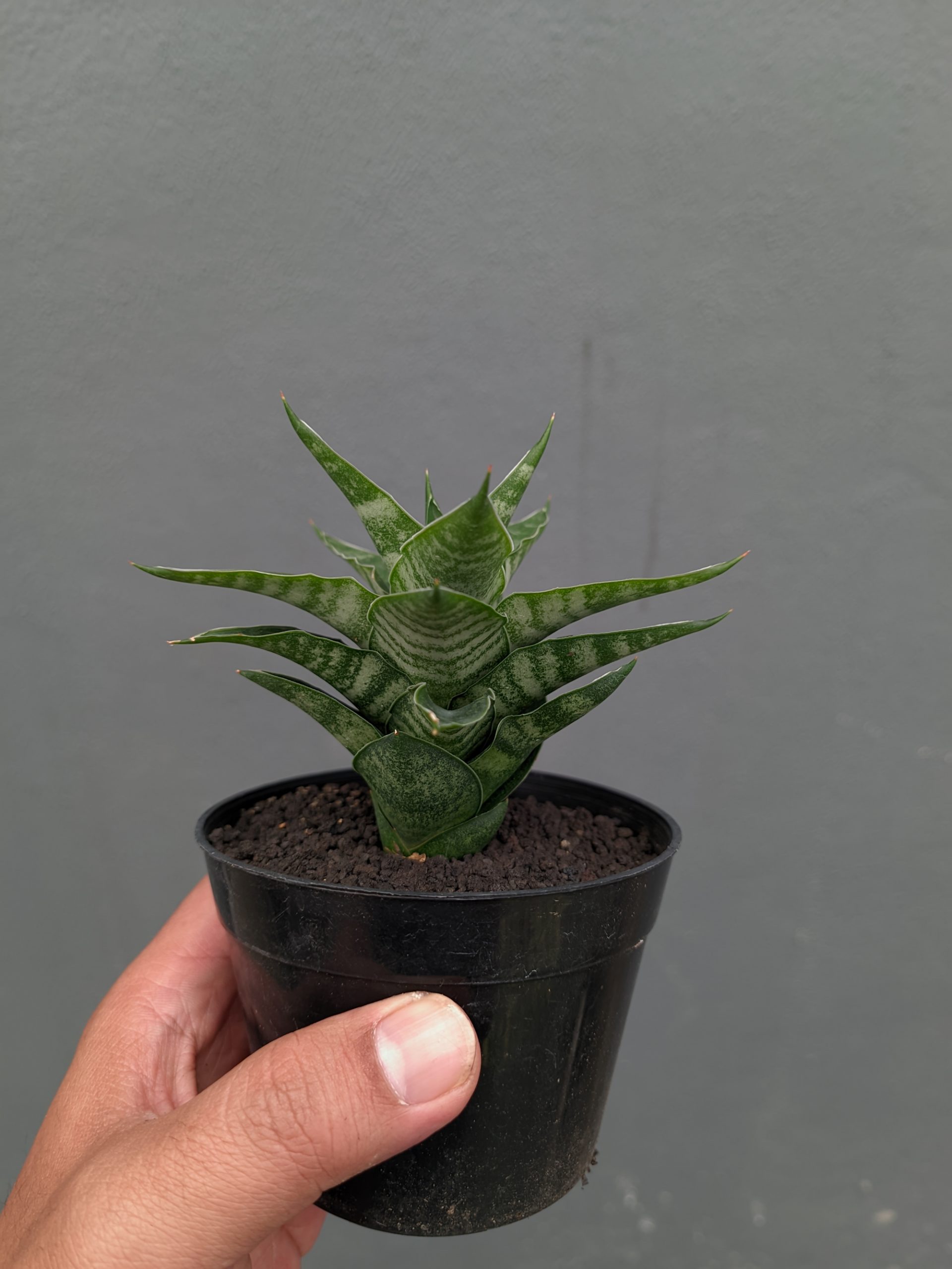 1151. Sansevieria Arabasta - Image 4