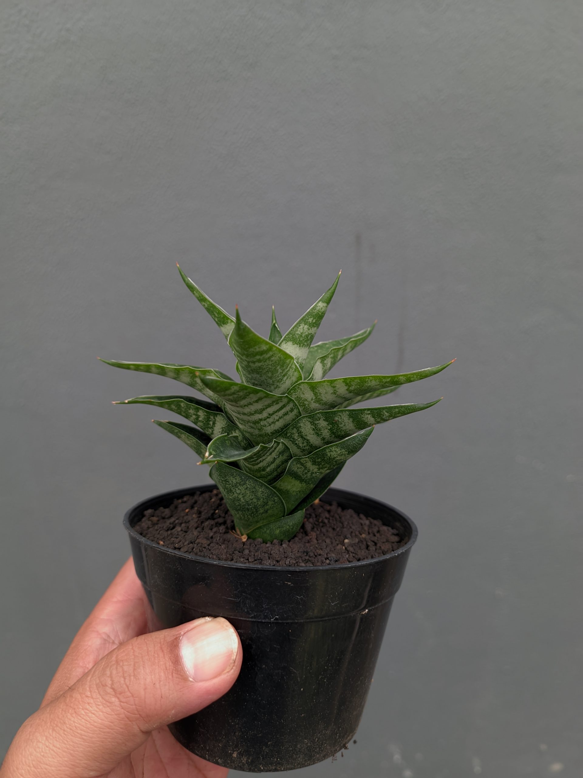 1151. Sansevieria Arabasta - Image 6