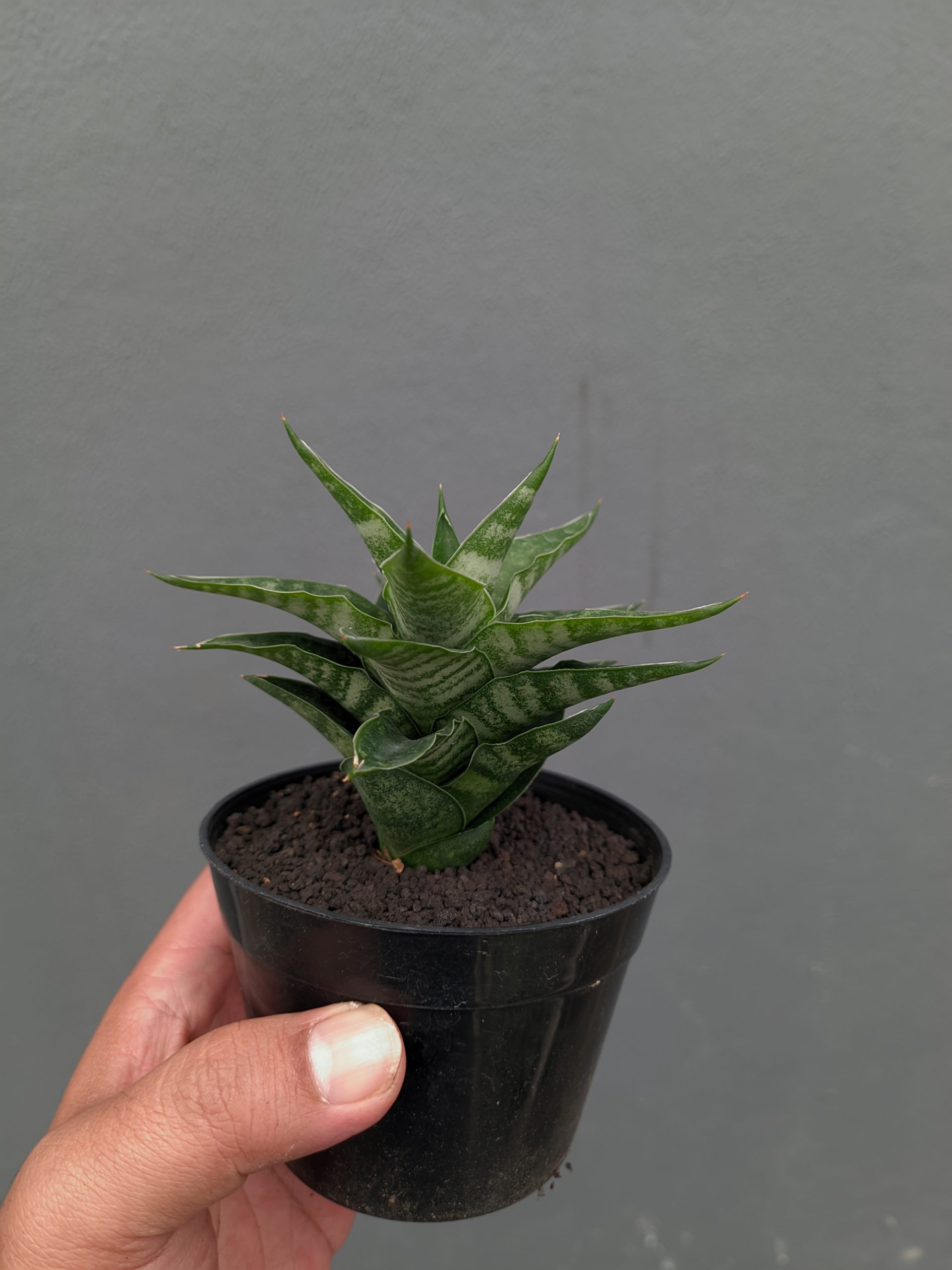 1151. Sansevieria Arabasta - Image 8