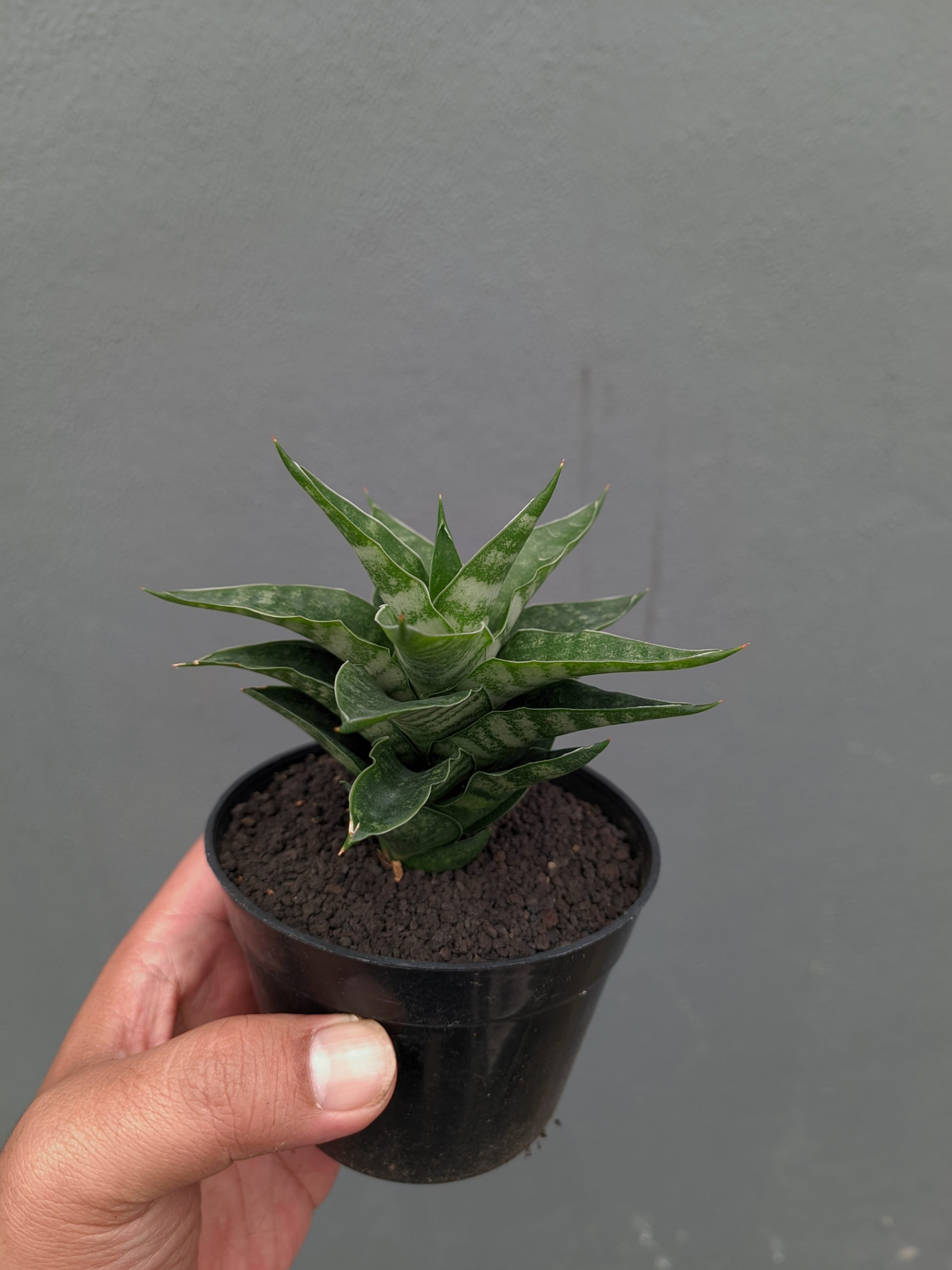 1151. Sansevieria Arabasta - Image 10