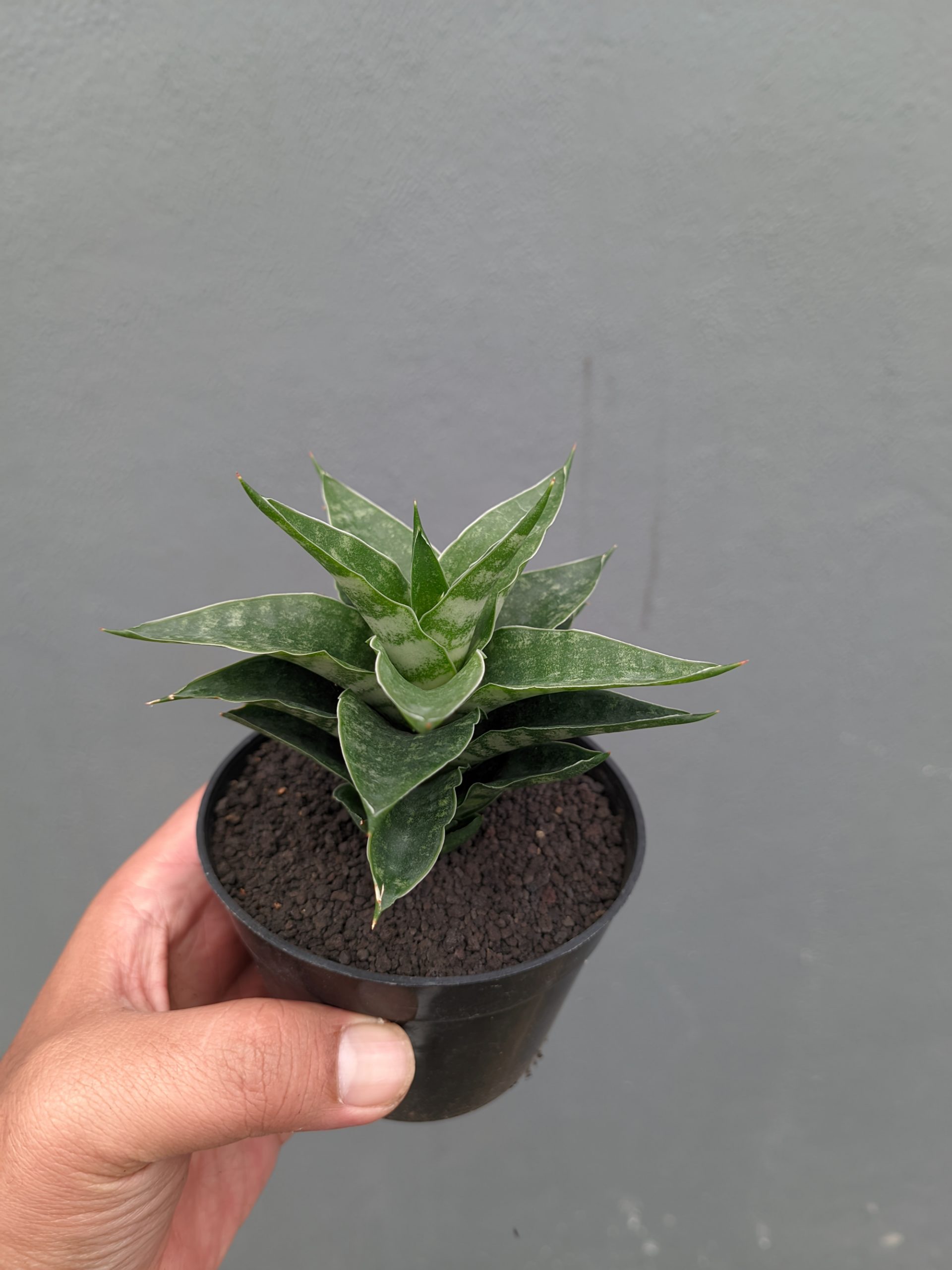1151. Sansevieria Arabasta - Image 7