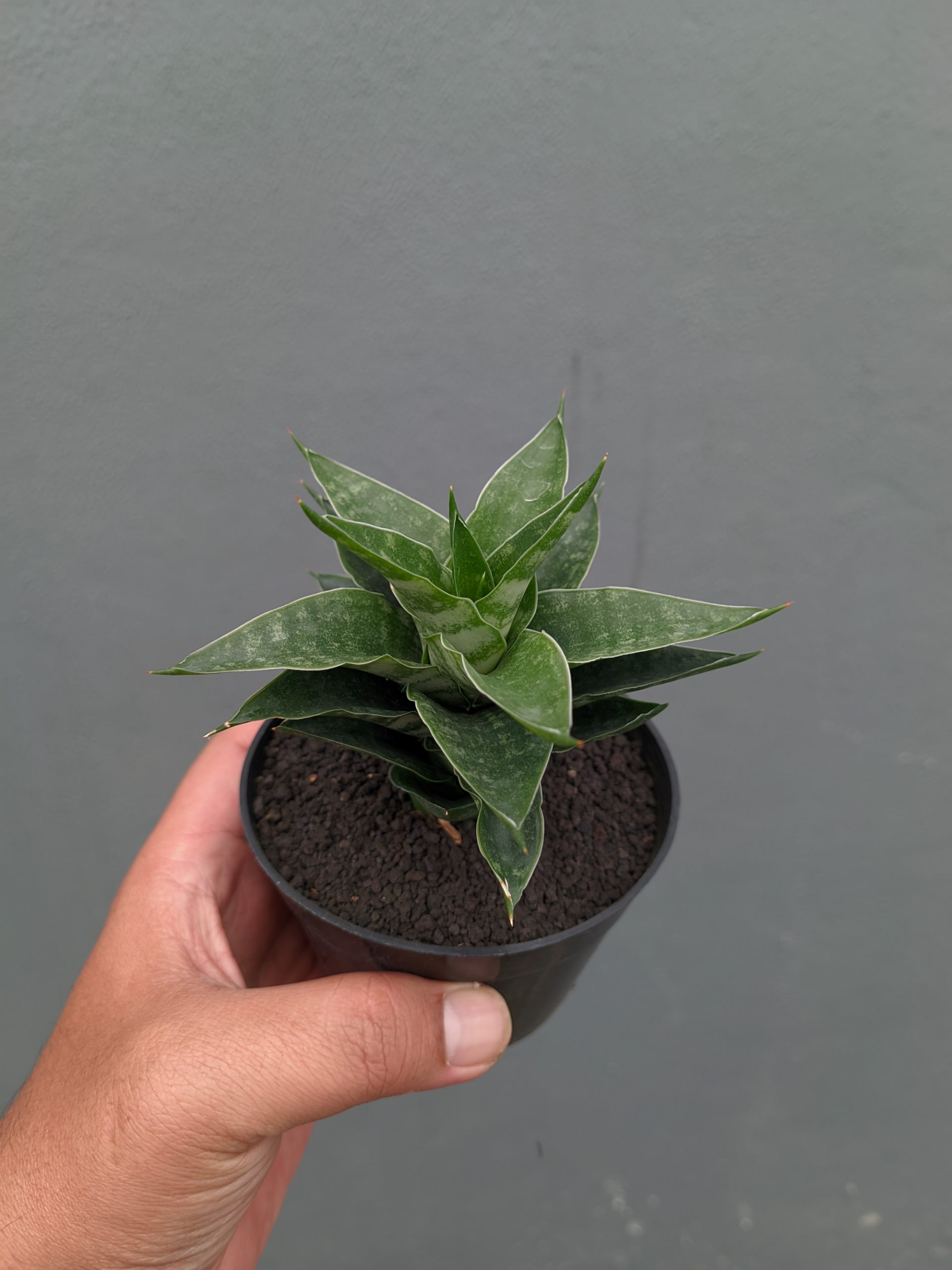 1151. Sansevieria Arabasta - Image 5