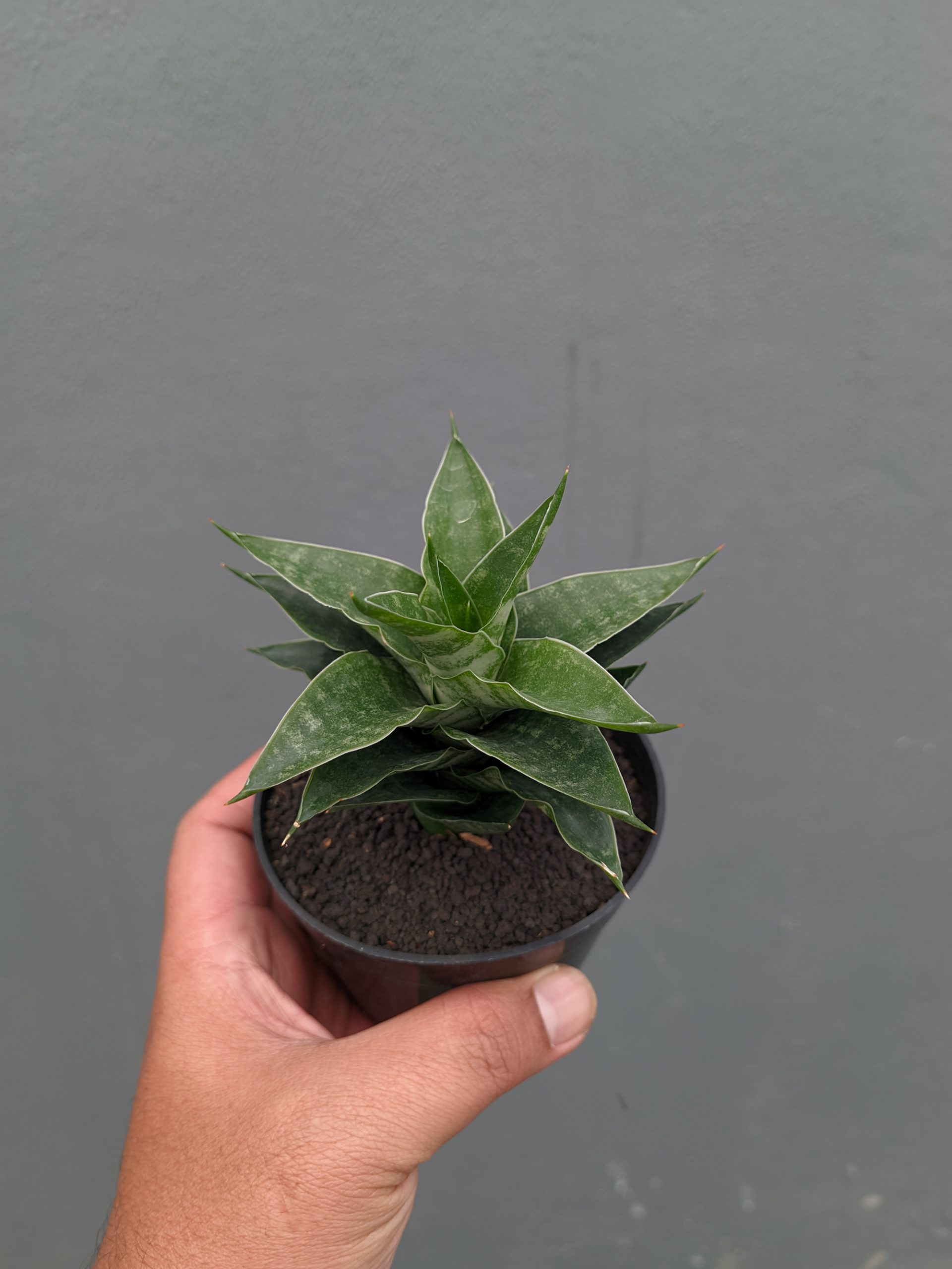 1151. Sansevieria Arabasta - Image 11