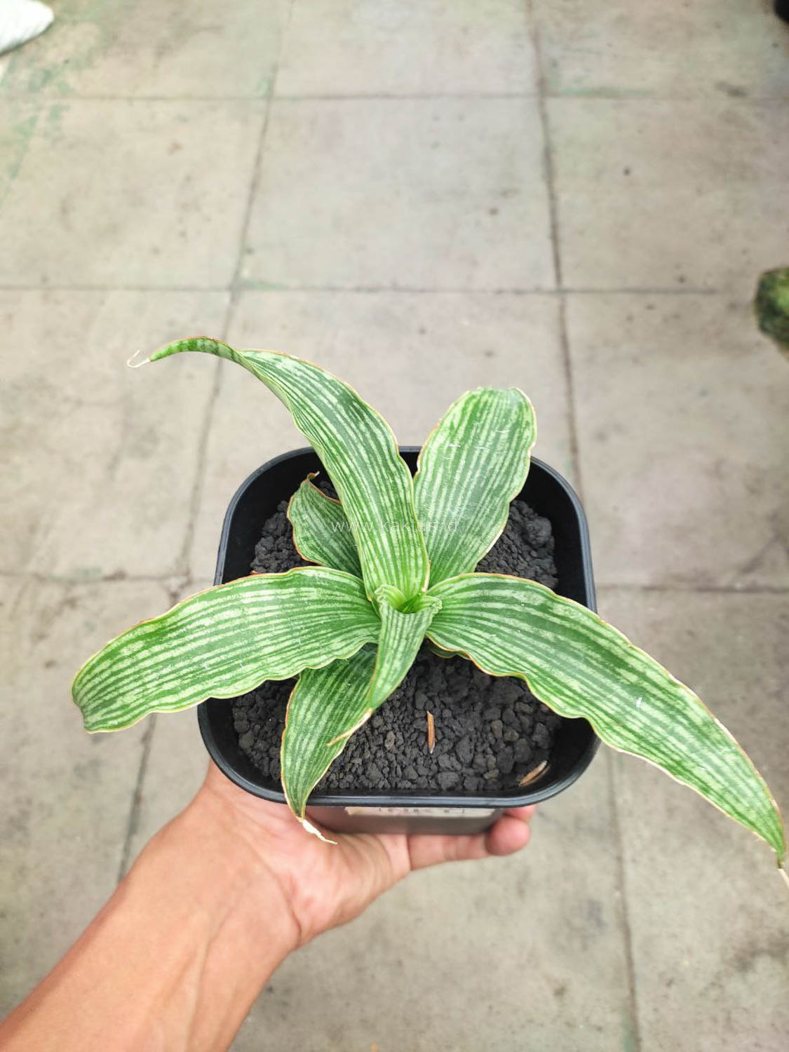 1152. Sansevieria Laili - Image 4