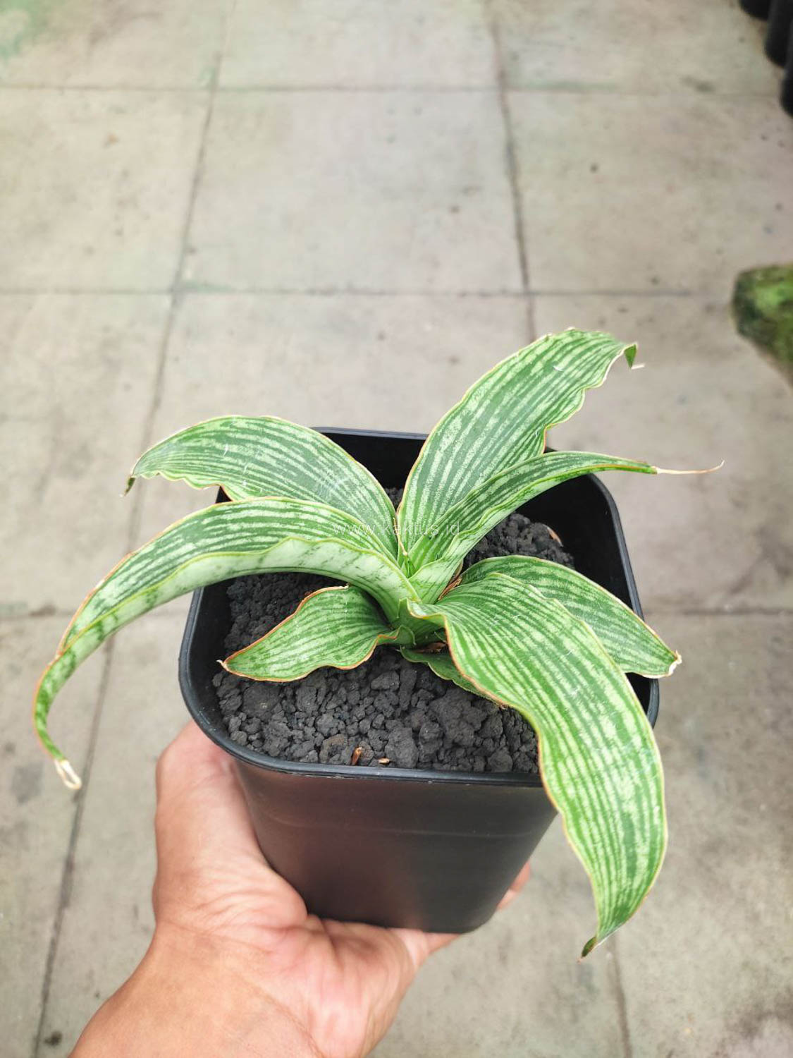 1152. Sansevieria Laili - Image 5