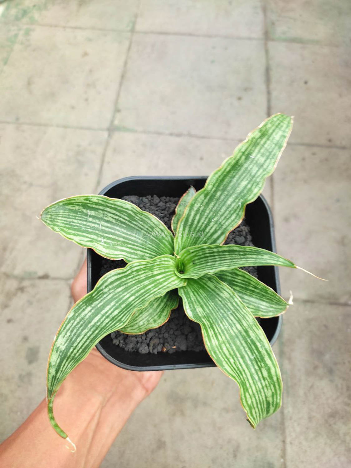 1152. Sansevieria Laili - Image 2