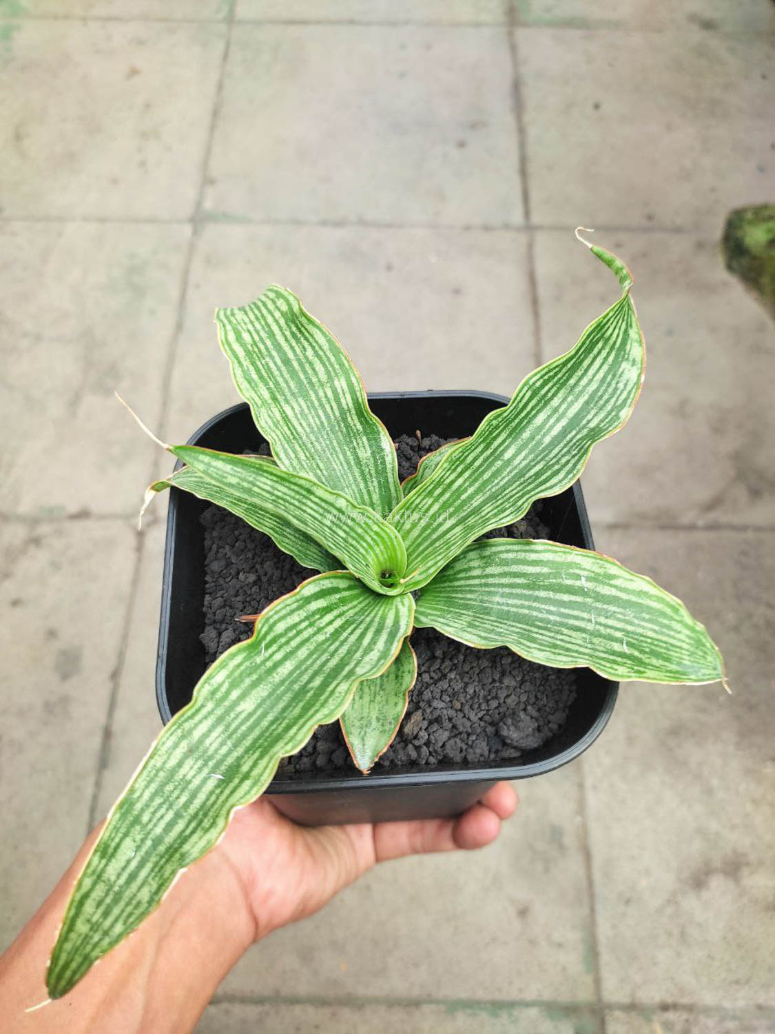 1152. Sansevieria Laili - Image 3