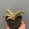 1154. Sansevieria Pfisteri