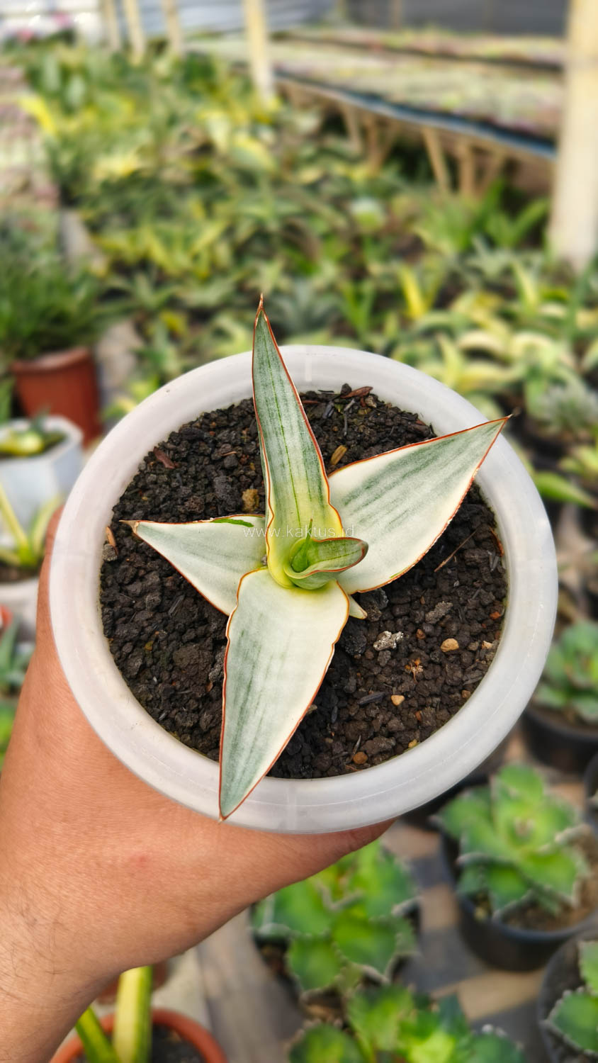 1156. Sansevieria Snow White Size 10 Cm - Image 10
