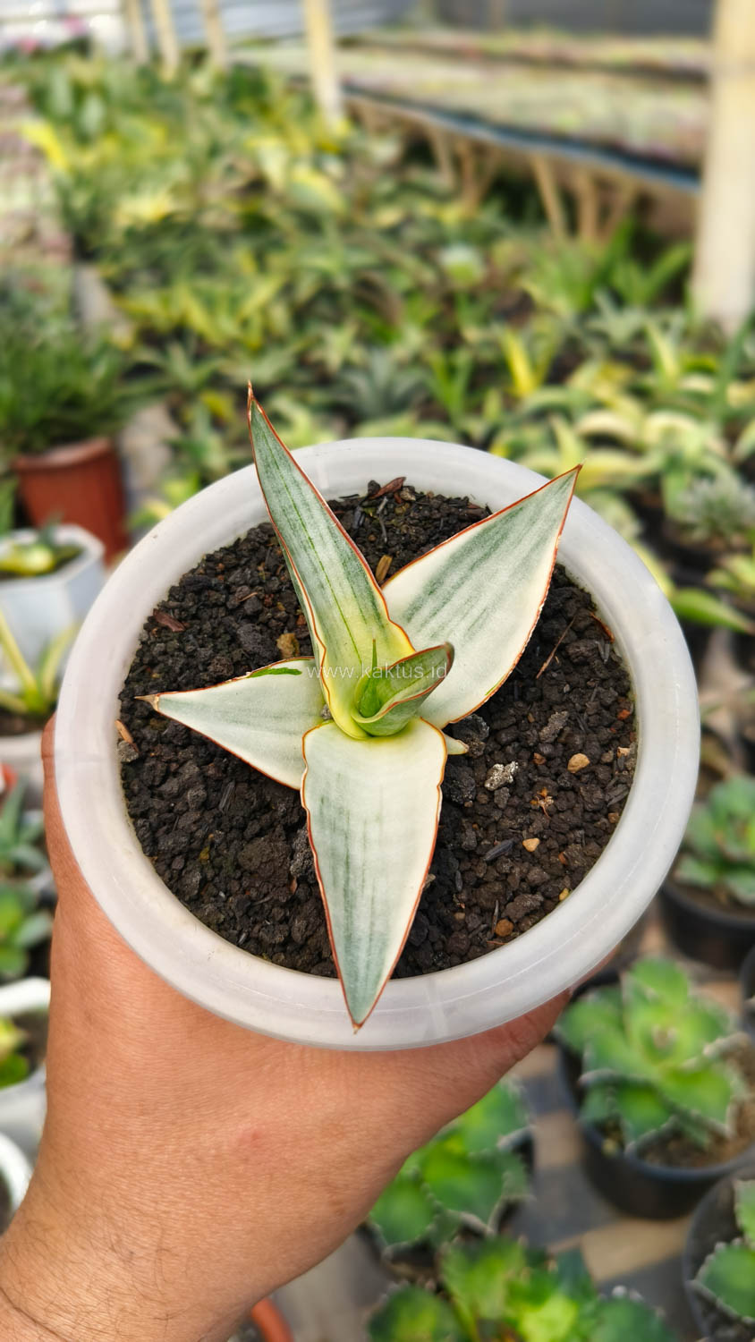 1156. Sansevieria Snow White Size 10 Cm - Image 11