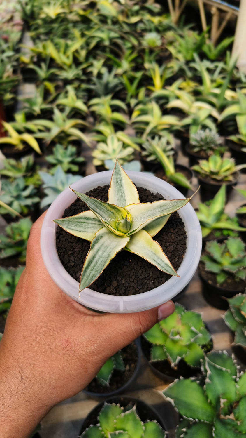 1156. Sansevieria Snow White Size 10 Cm - Image 12