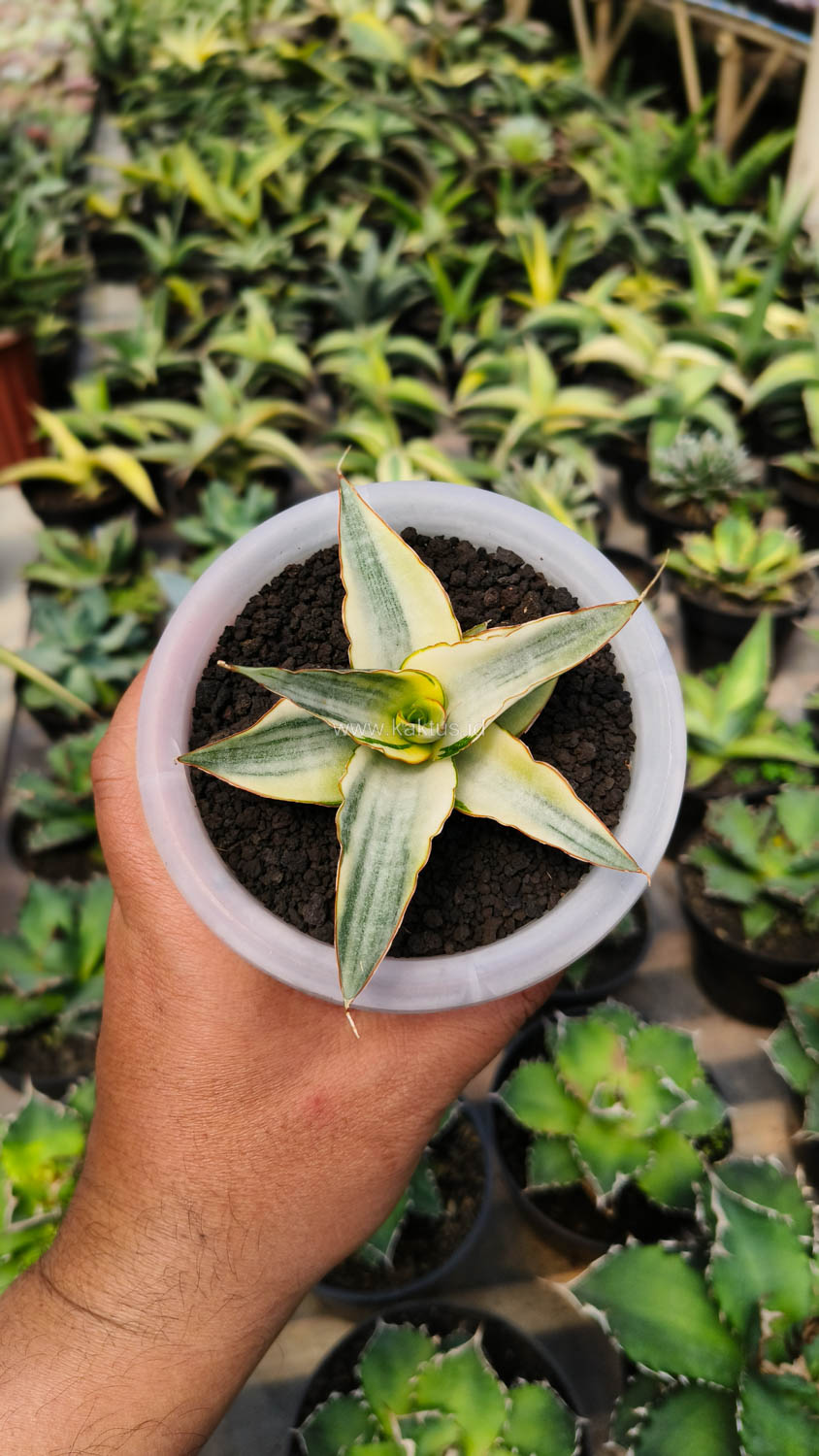 1156. Sansevieria Snow White Size 10 Cm - Image 14