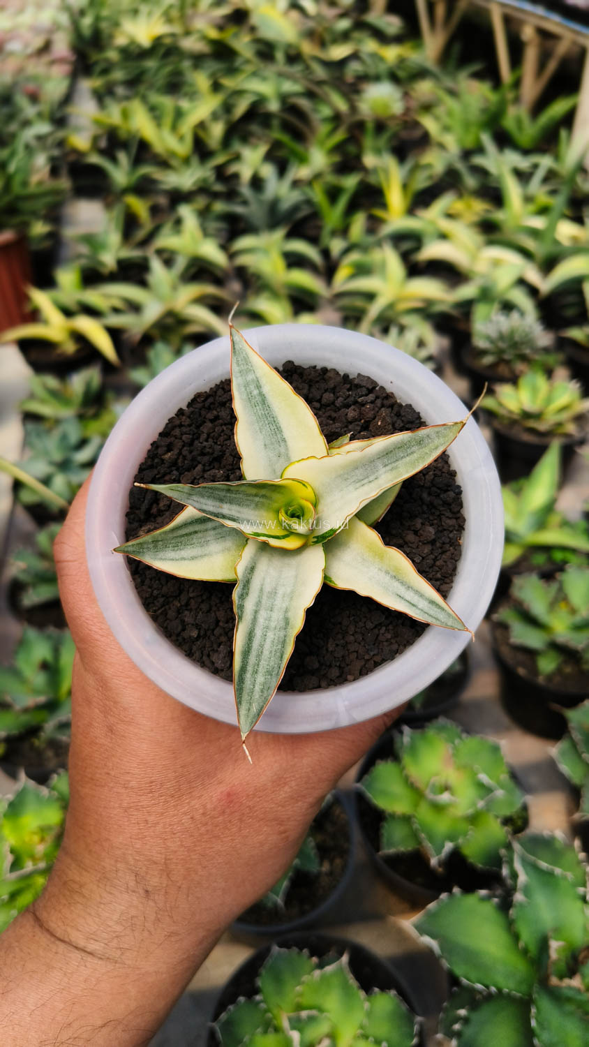 1156. Sansevieria Snow White Size 10 Cm - Image 18