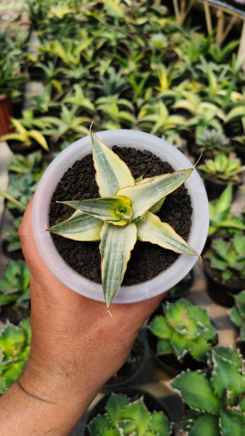 1156. Sansevieria Snow White Size 10 Cm - Image 15