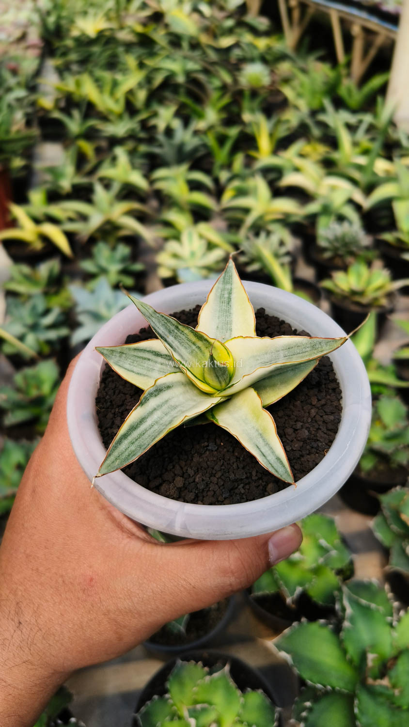 1156. Sansevieria Snow White Size 10 Cm - Image 16
