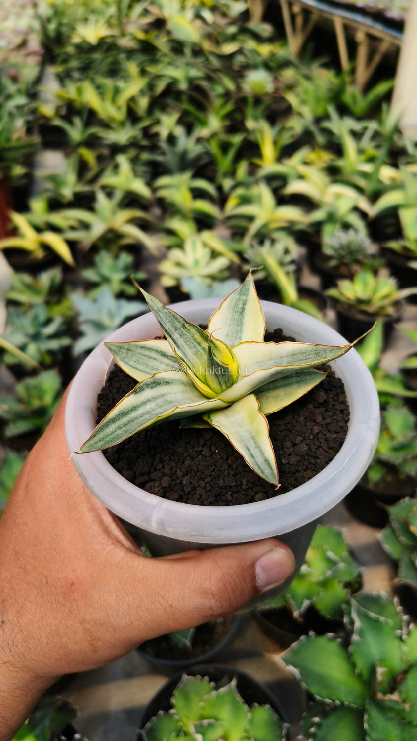 1156. Sansevieria Snow White Size 10 Cm - Image 17