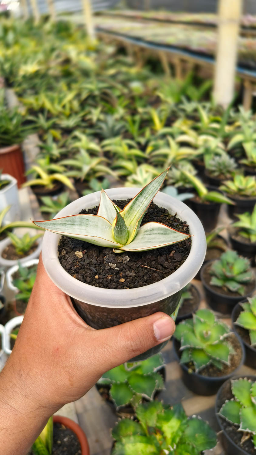 1156. Sansevieria Snow White Size 10 Cm - Image 2