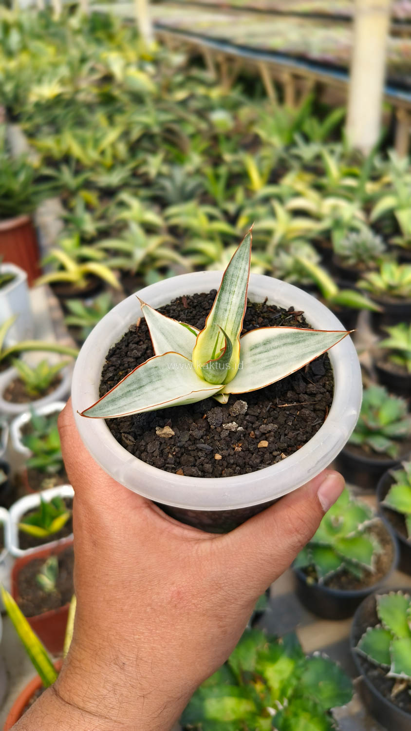 1156. Sansevieria Snow White Size 10 Cm - Image 3