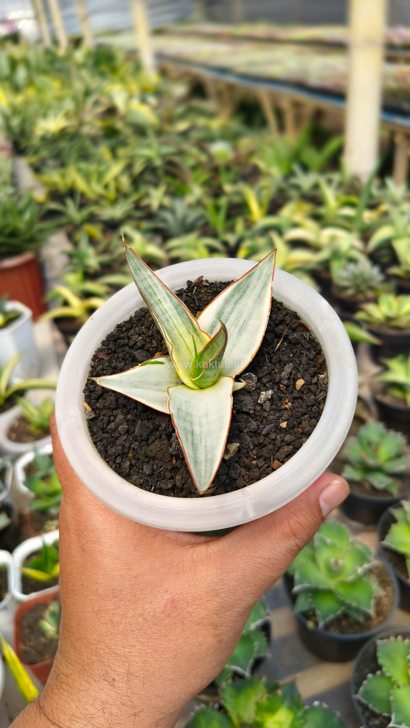 1156. Sansevieria Snow White Size 10 Cm - Image 4